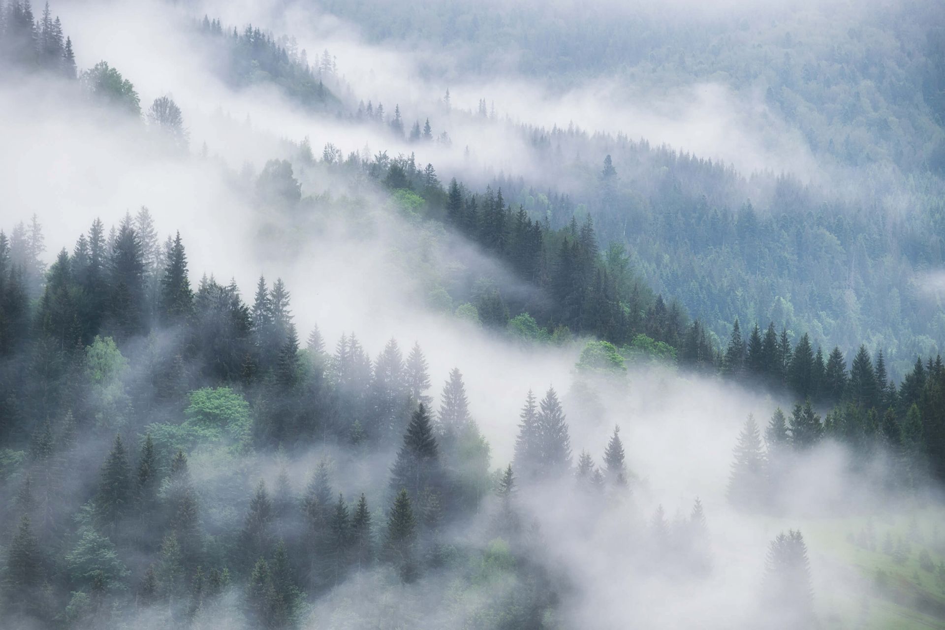 Foggy forest in the mountains main product photo