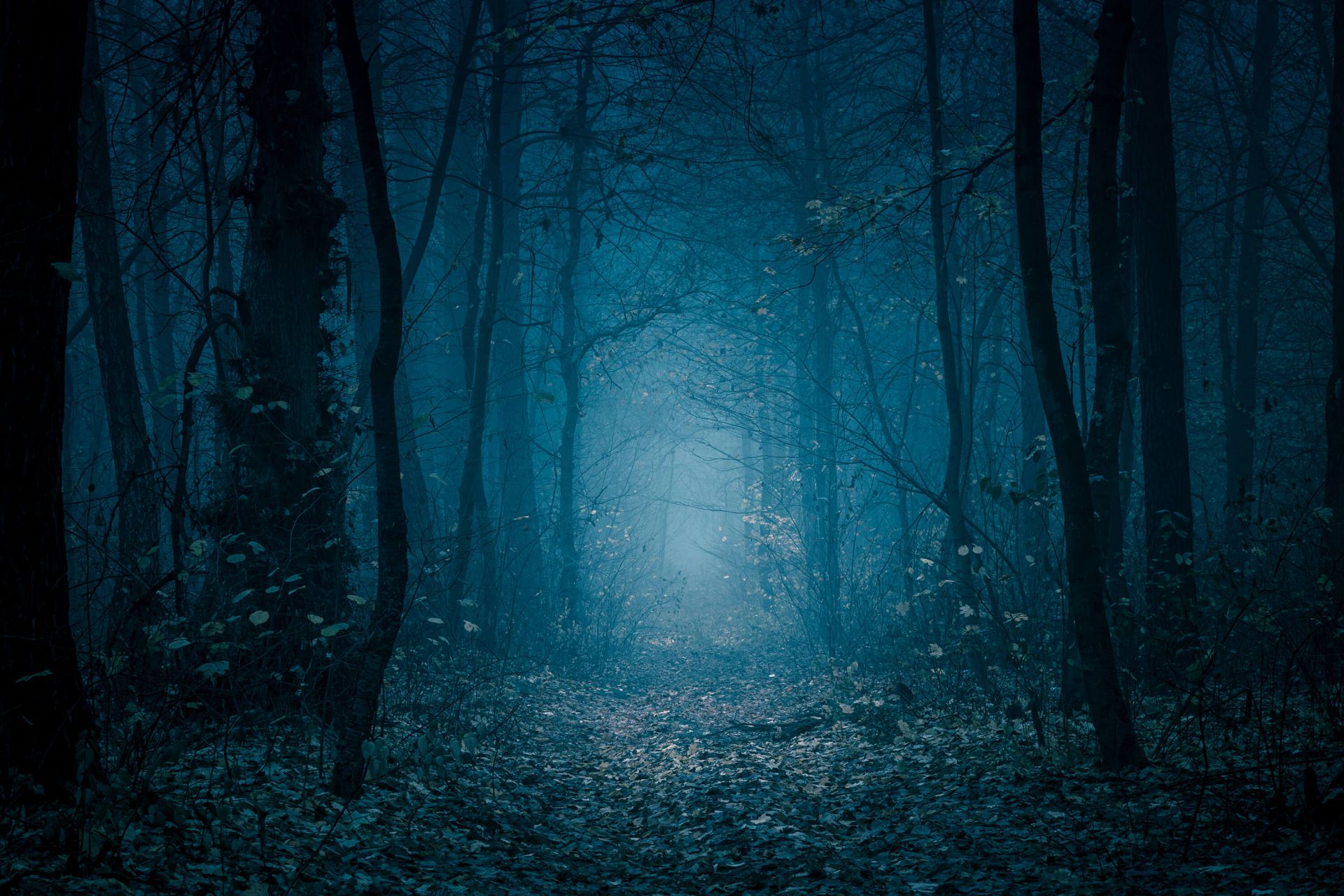 Blue forest path main product photo