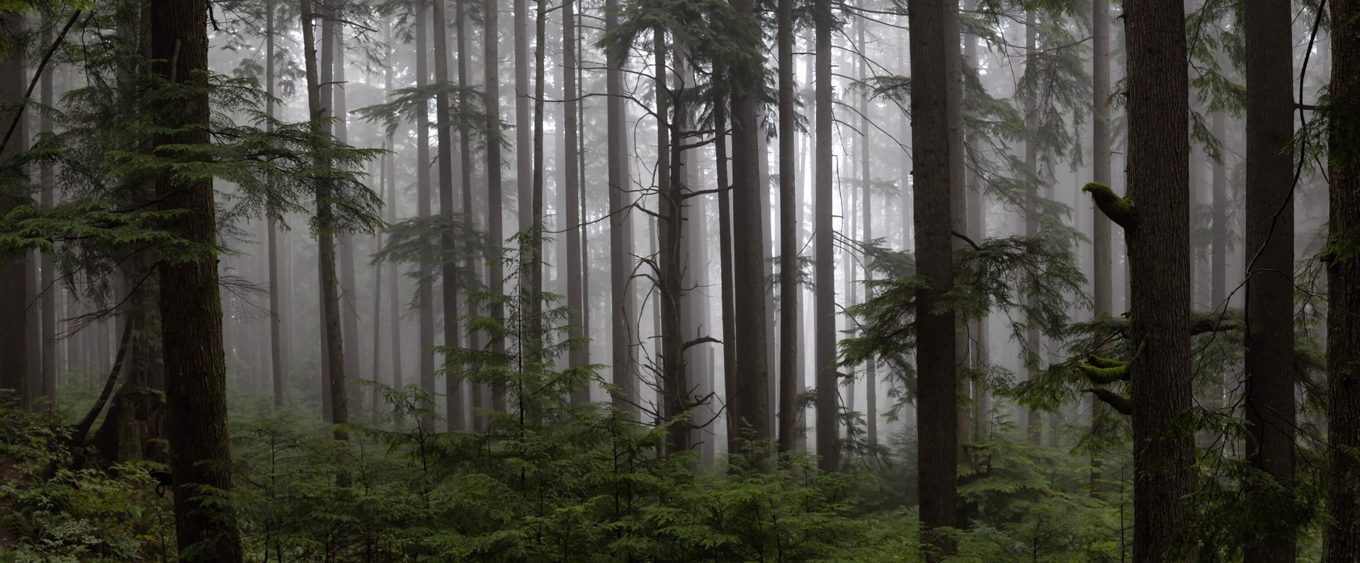 Forest during a foggy day main product photo