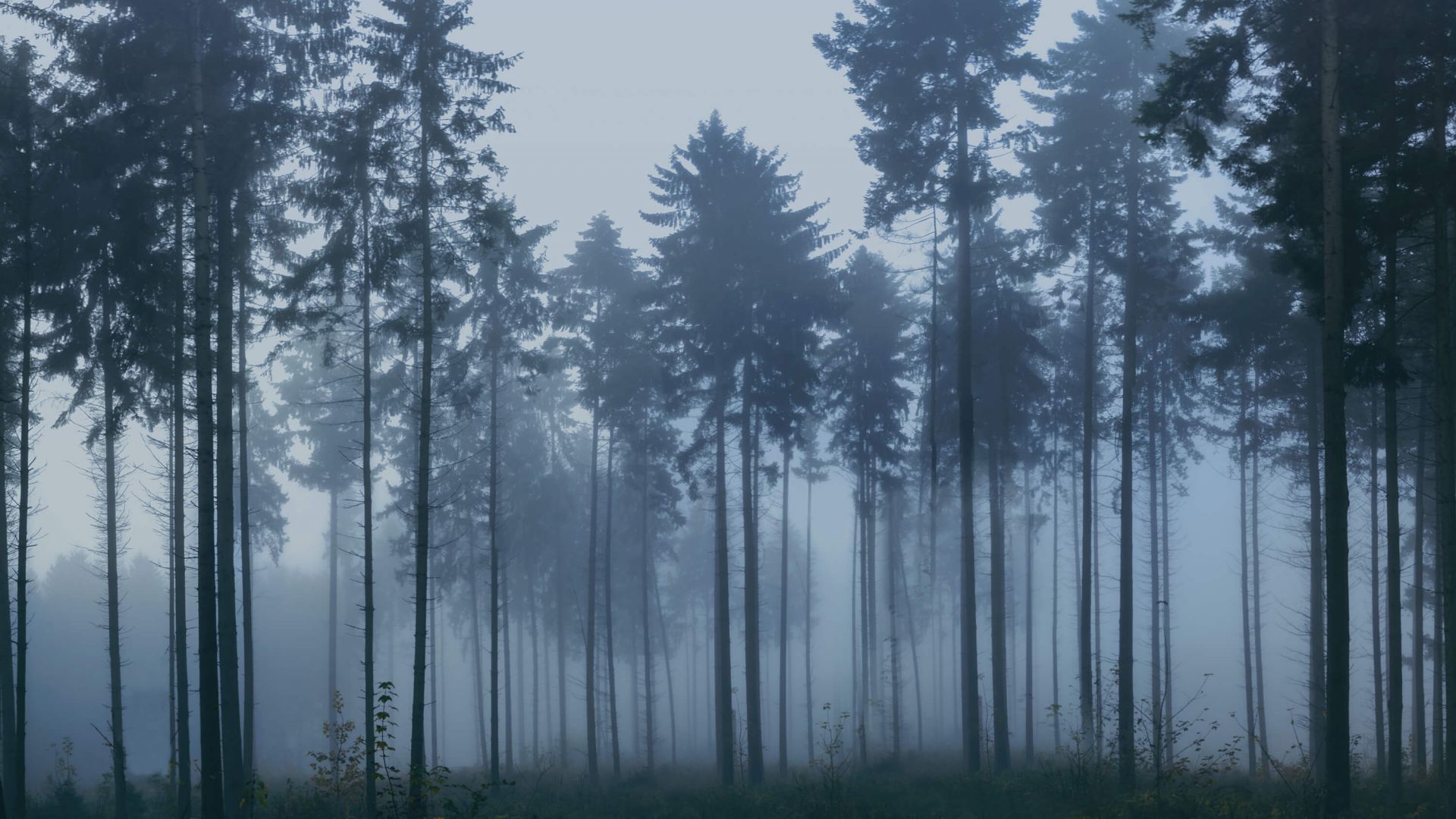 The foggy landscape main product photo