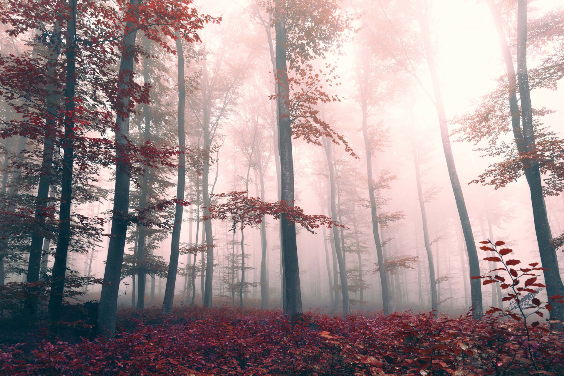 Red forest landscape main product photo