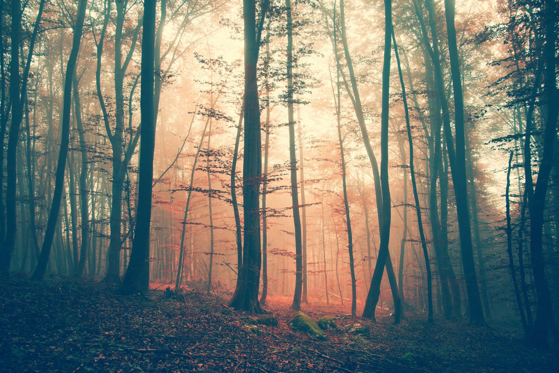 Vintage color forest main product photo
