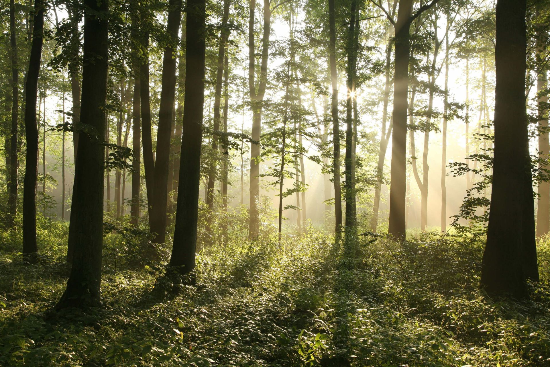 Foggy deciduous forest main product photo