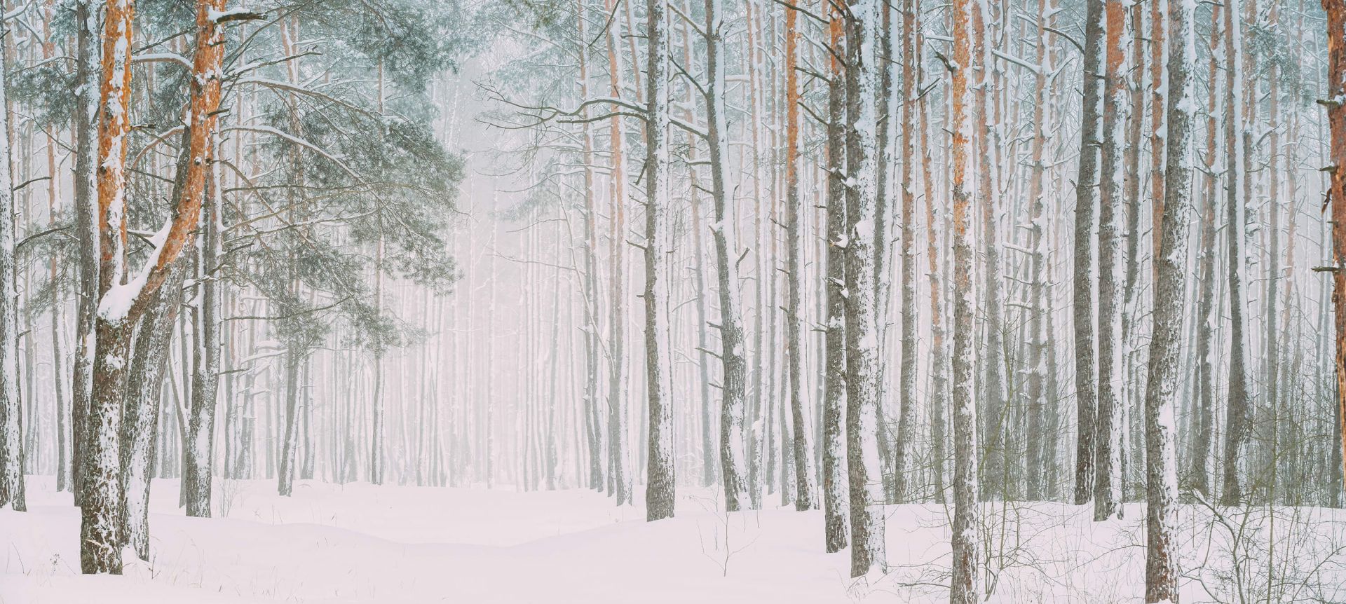 Snowy forest main product photo