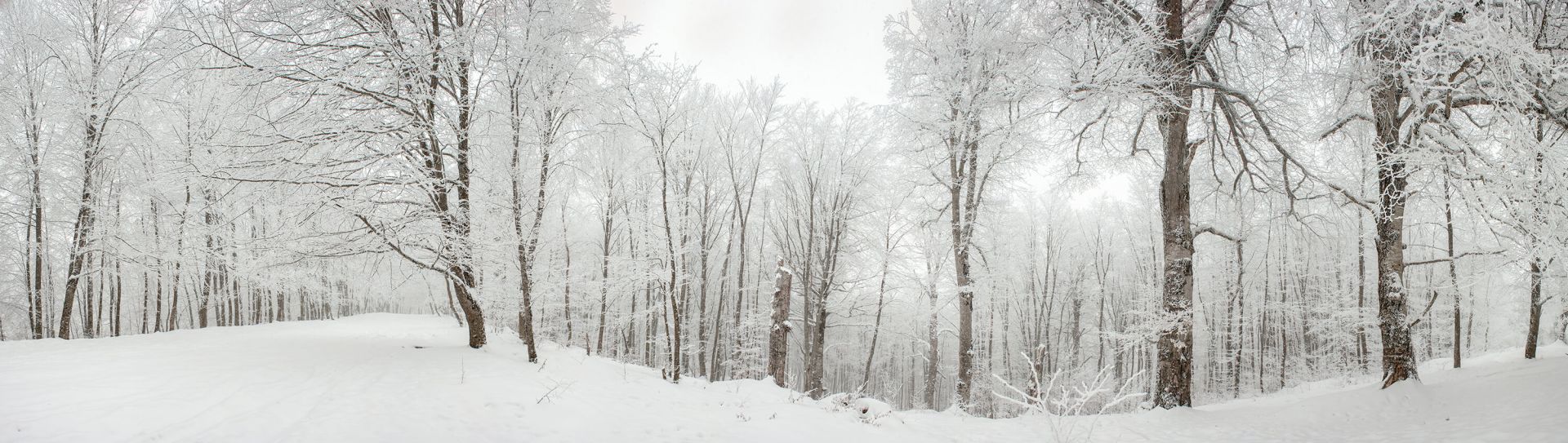 Winter forest main product photo