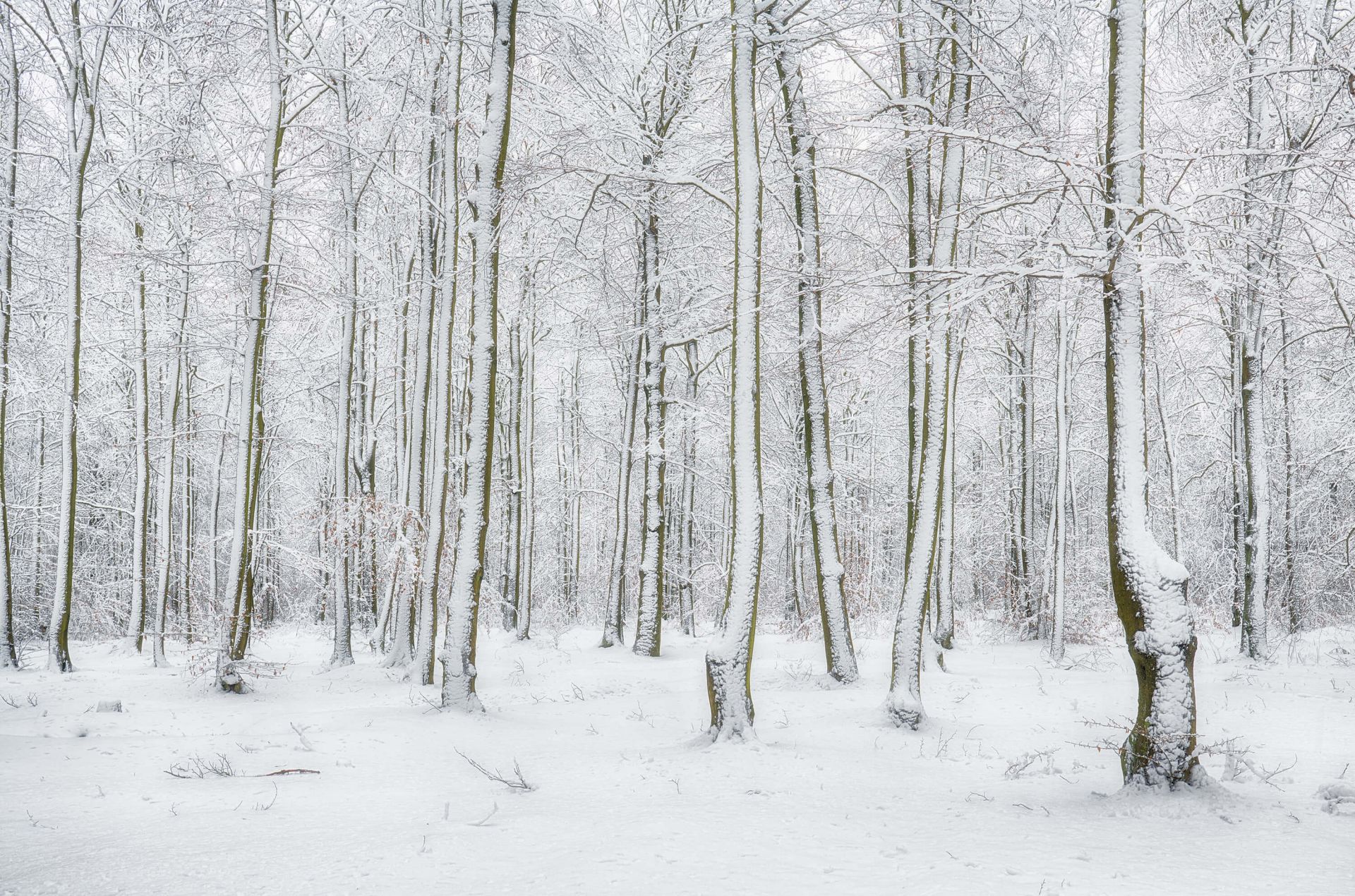Forest with snow main product photo