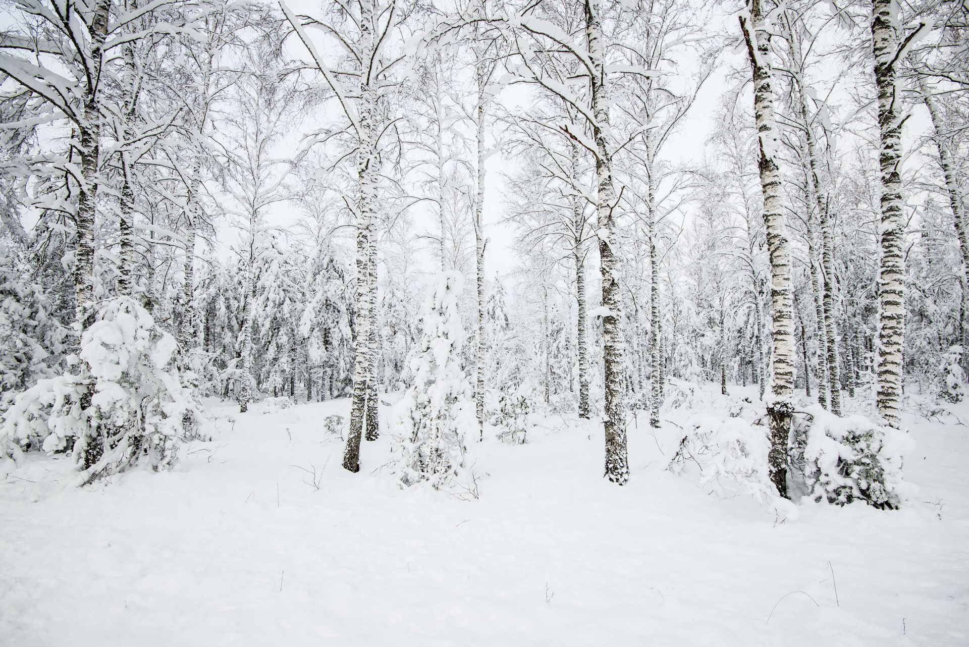 Snowy forest main product photo