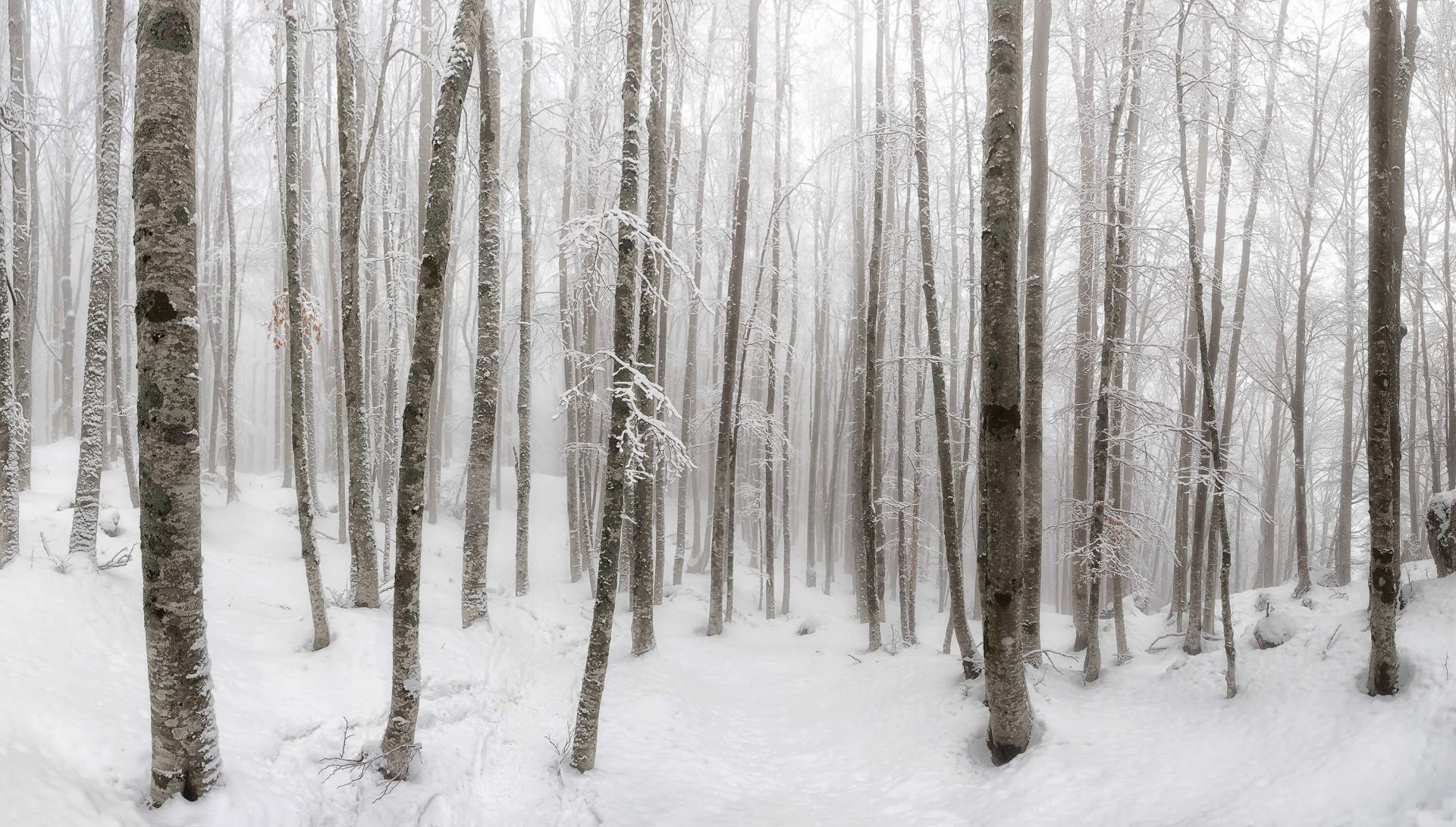 Beech forest with snow main product photo