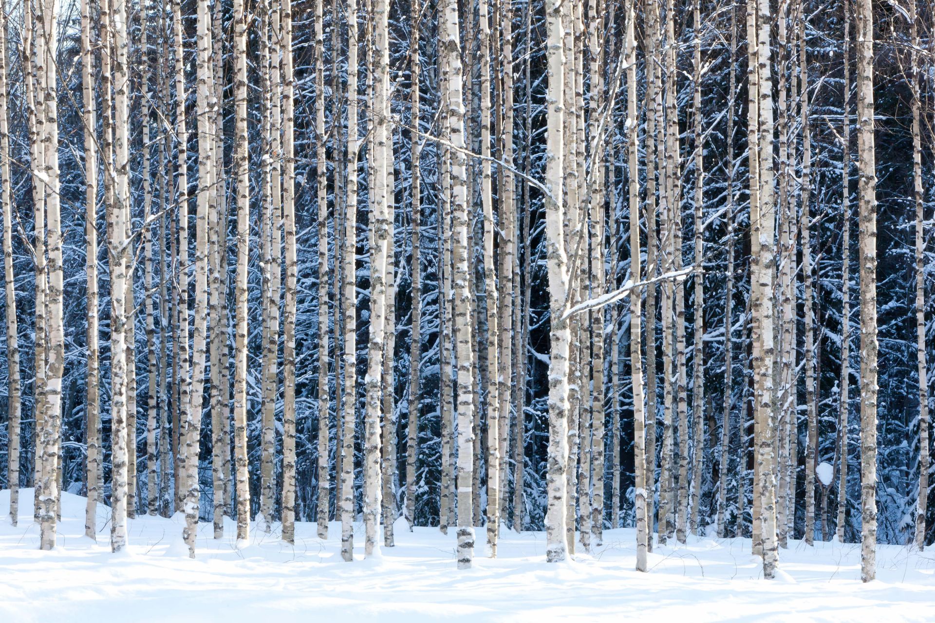 Snowy birches main product photo