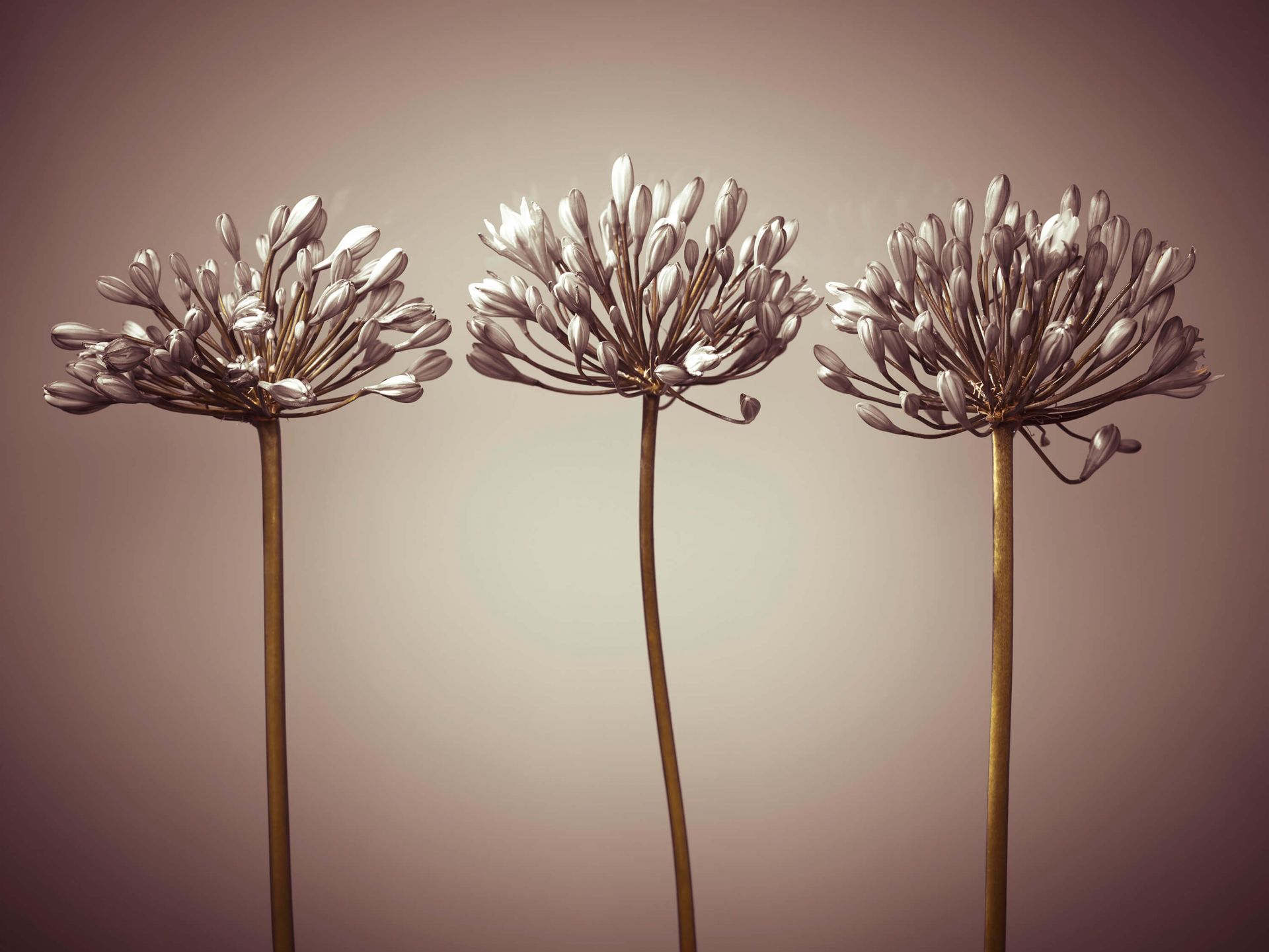 African lily main product photo
