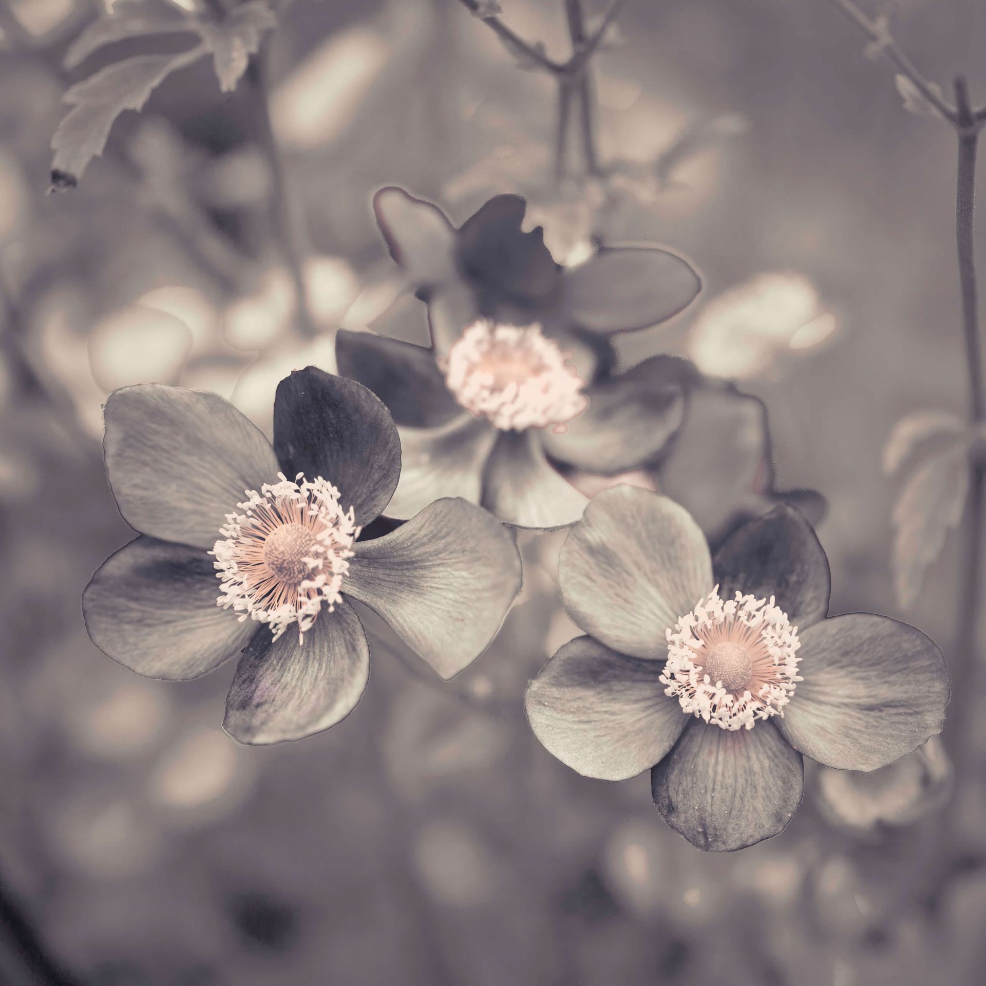 Anemone flower main product photo