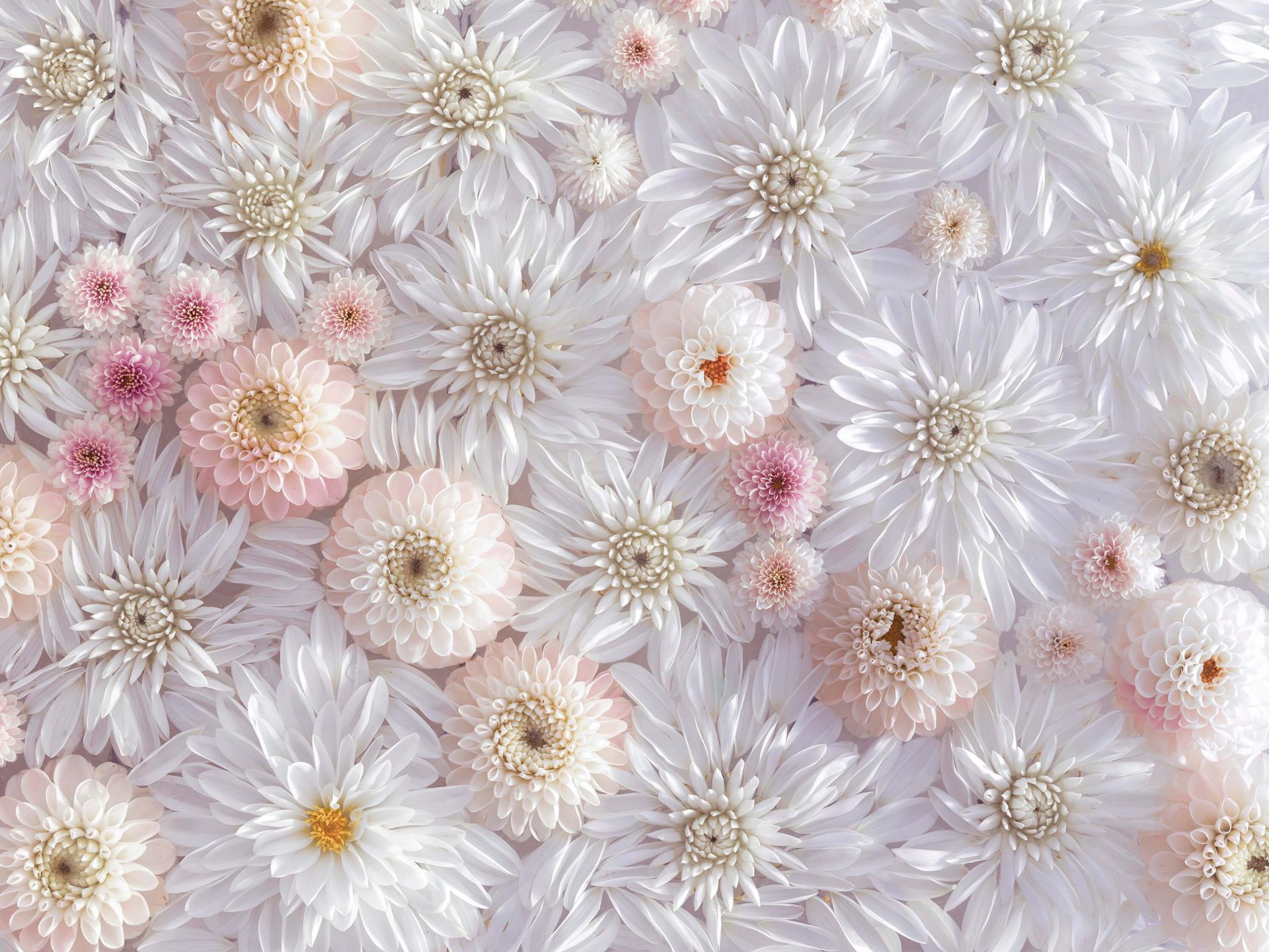 Pink dahlias Pink dahlias