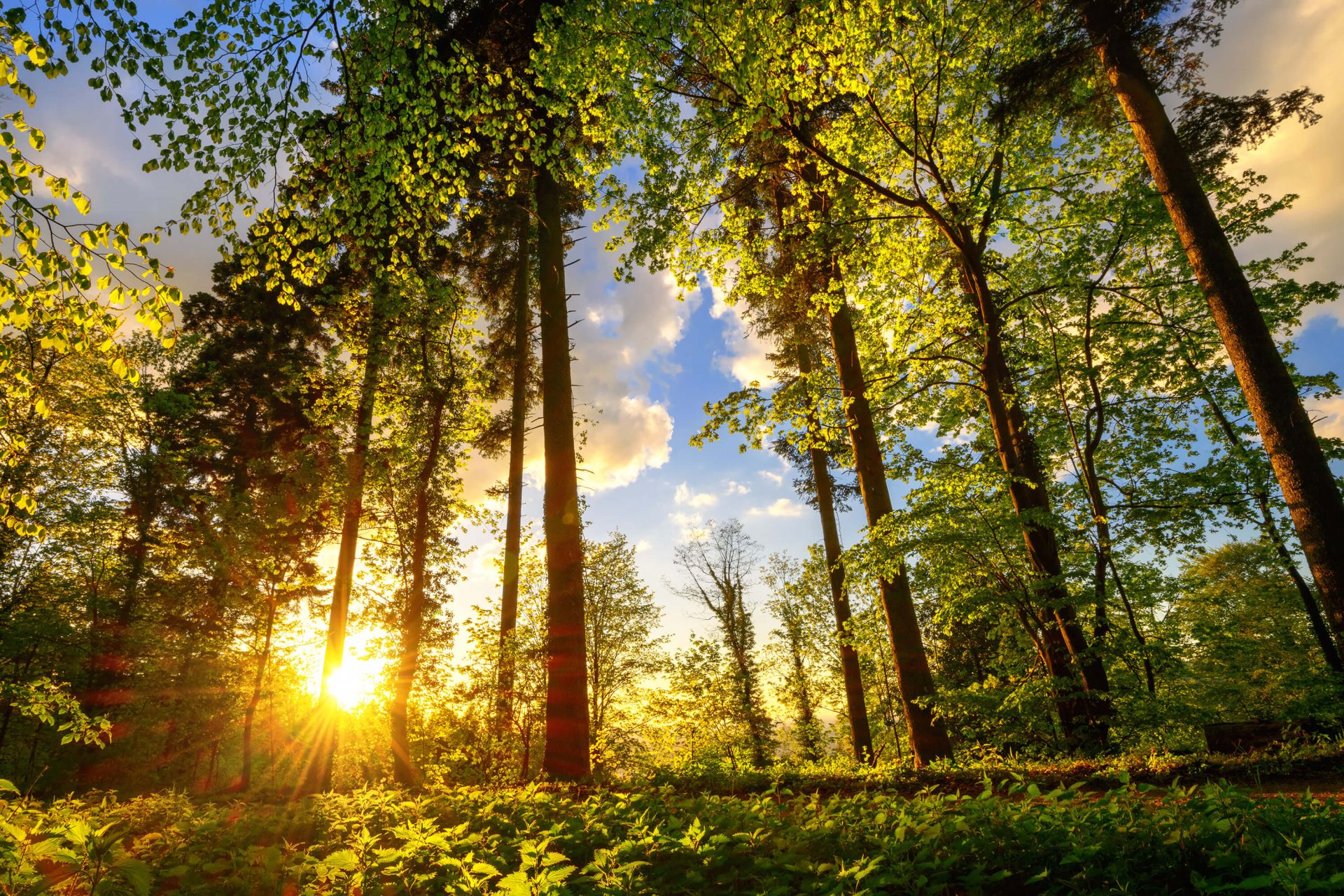 Sunset through the trees main product photo