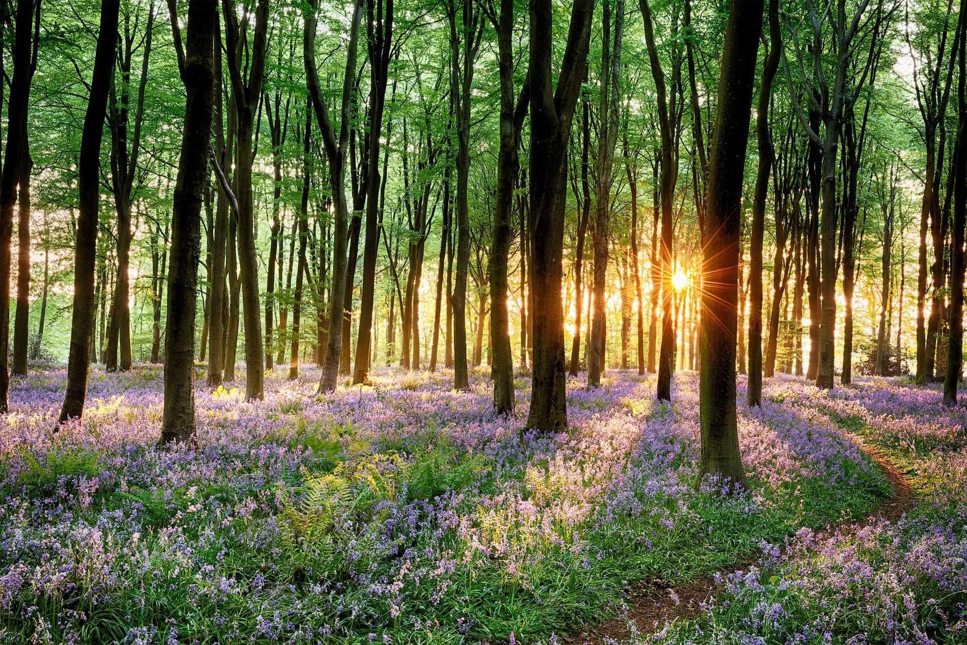 Forest path at sunrise main product photo