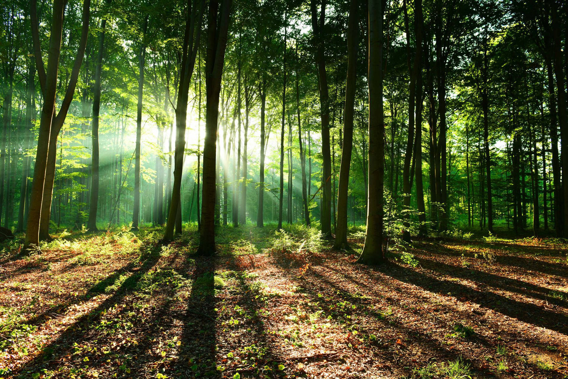 A morning in the forest main product photo