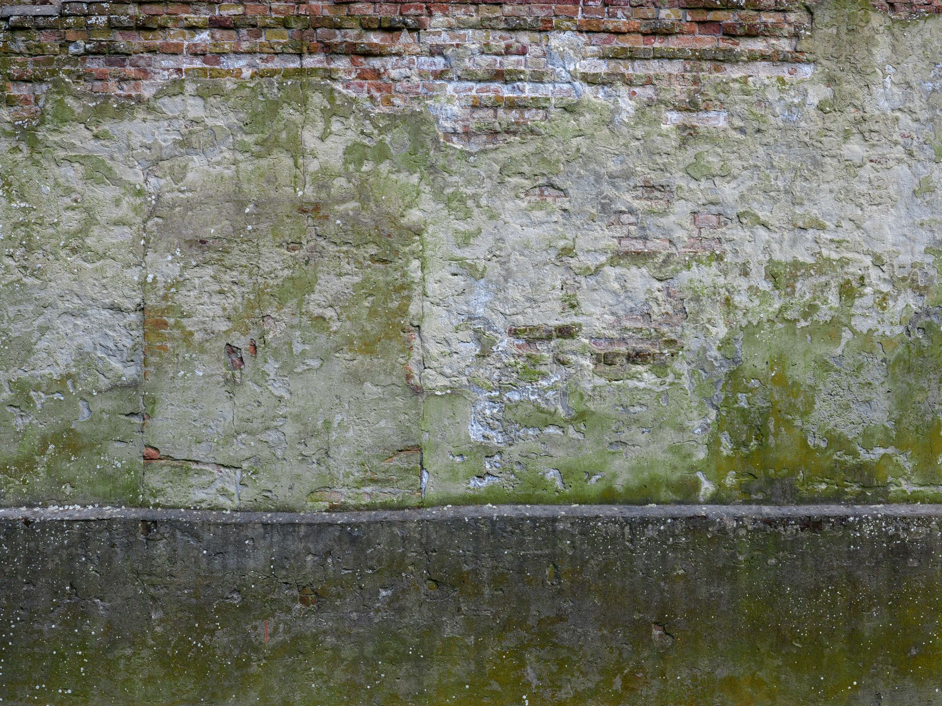 Moss on old wall main product photo