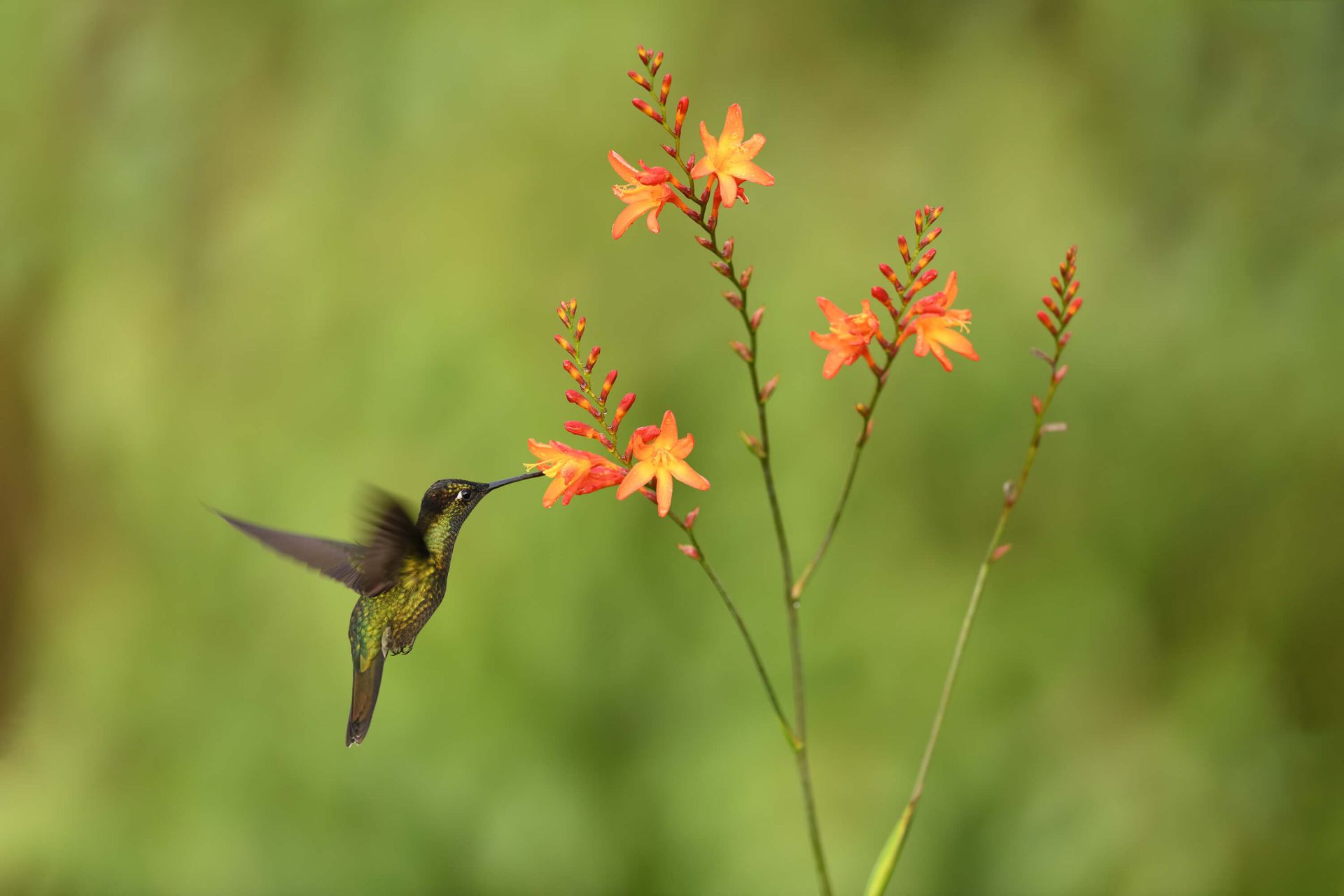 Orange flowers with hummingbird main product photo