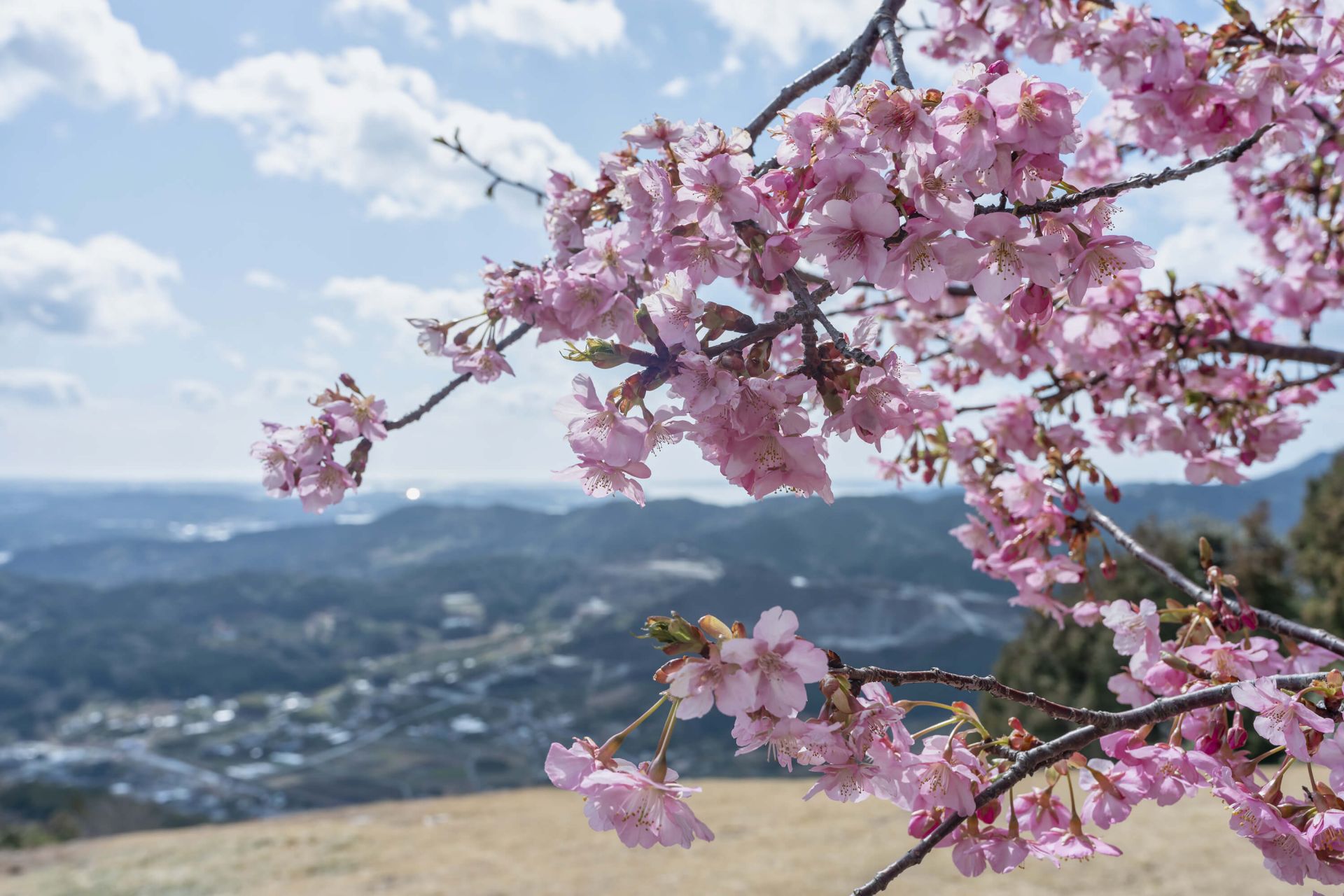 Japanese blossoms with mountains main product photo