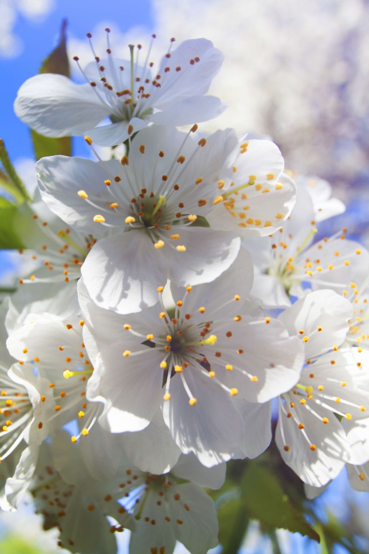 Close-up white blossoms main product photo