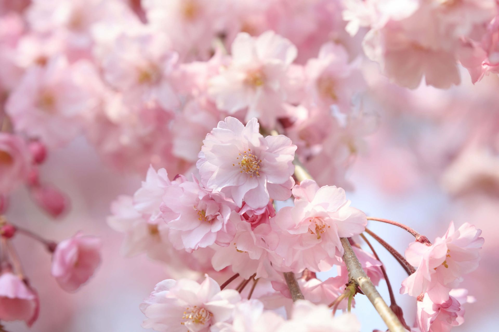 Close-up pink blossoms main product photo
