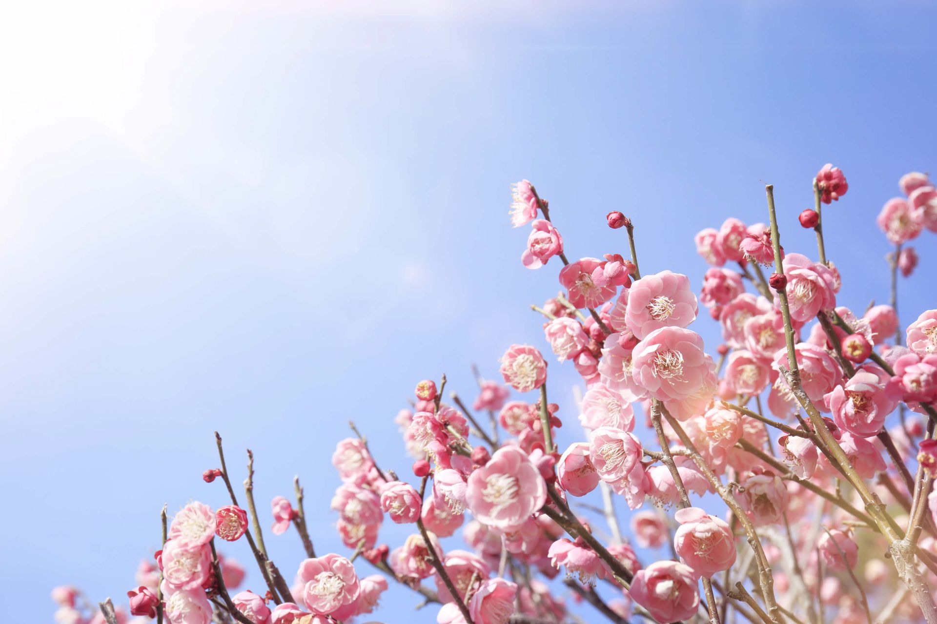 Blossoms with blue sky main product photo