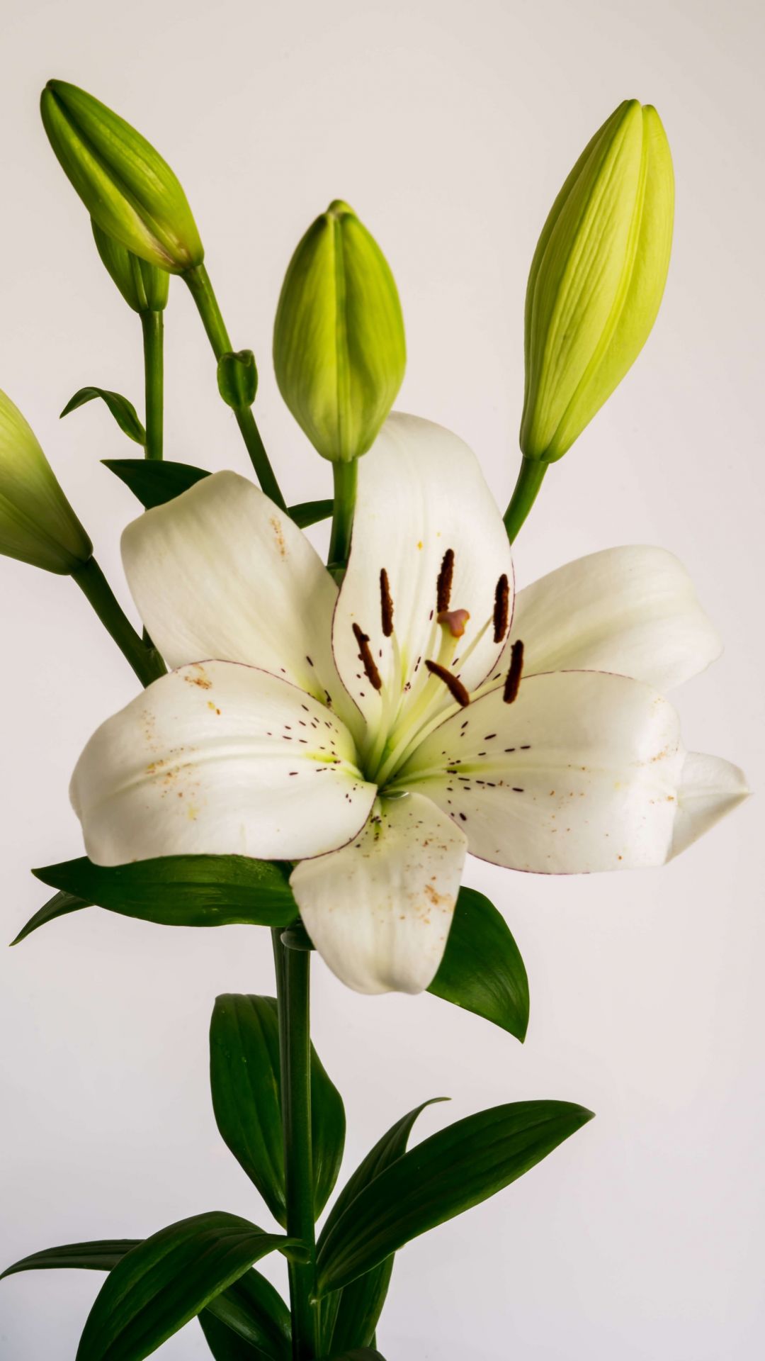 White Lily Flower - Photo Wallpaper