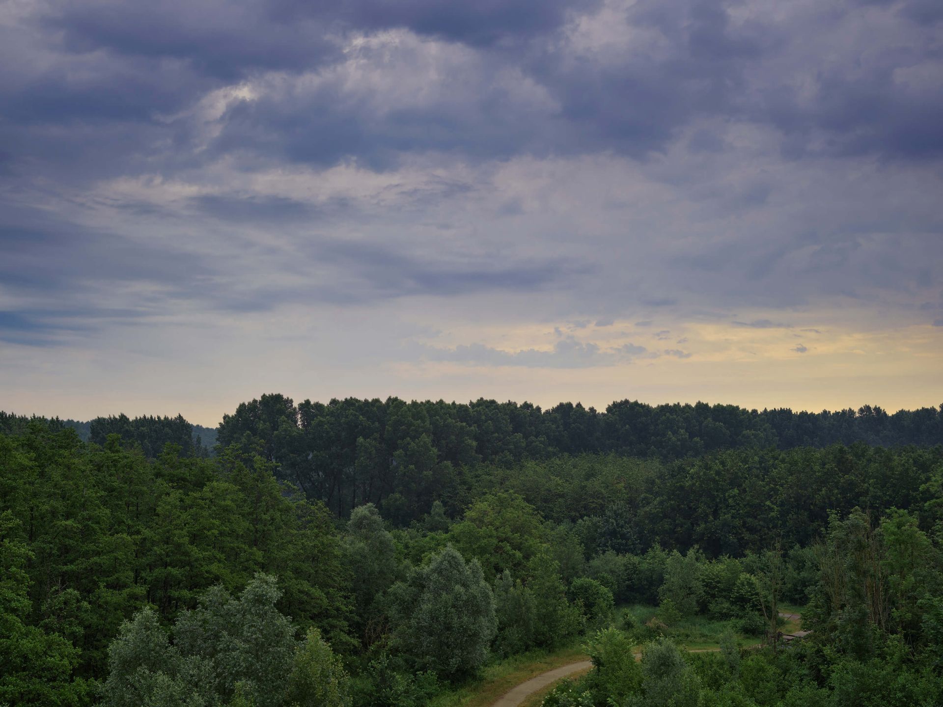 Dreigende wolken boven het bos