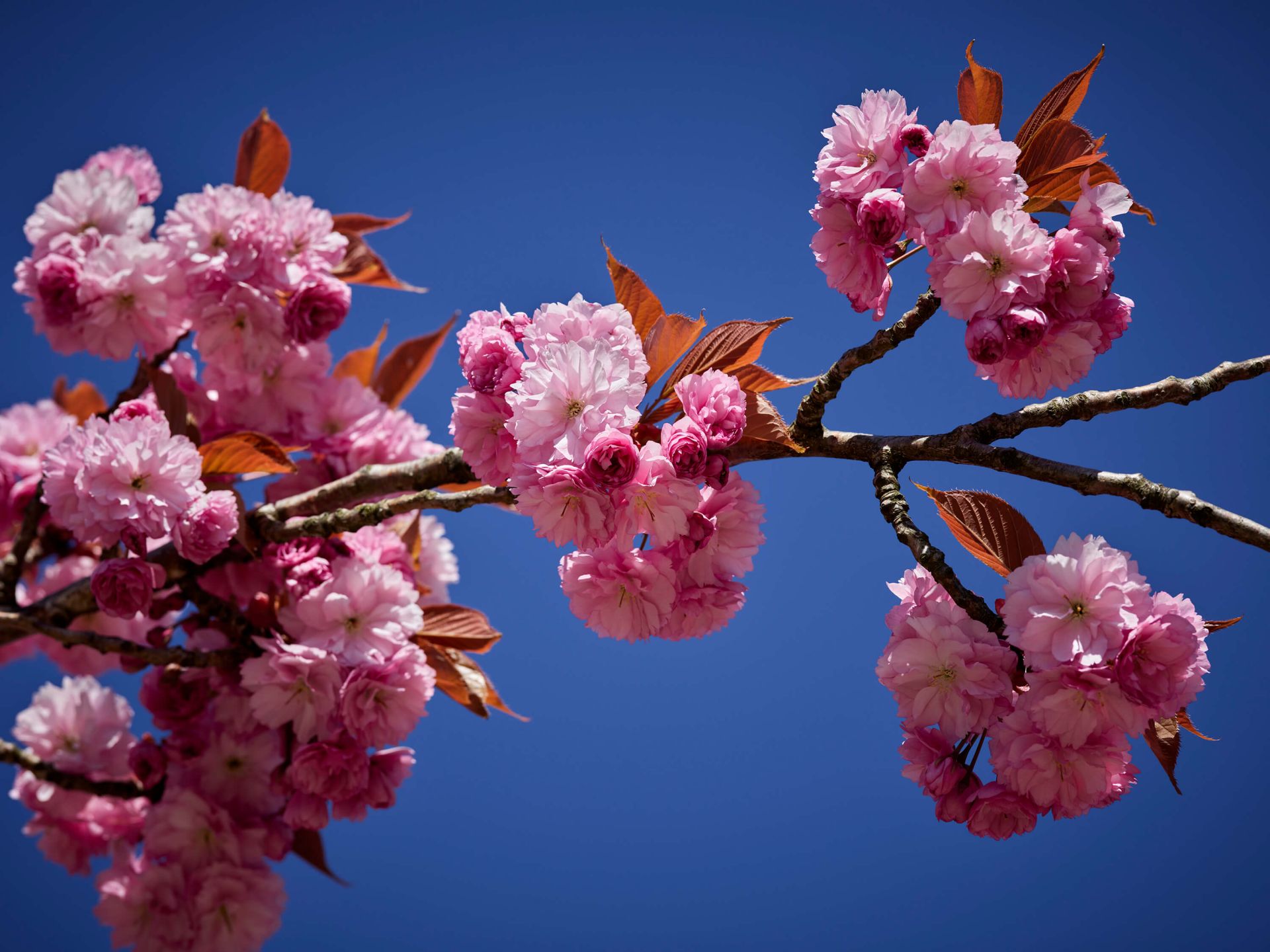 Mooie roze bloesem