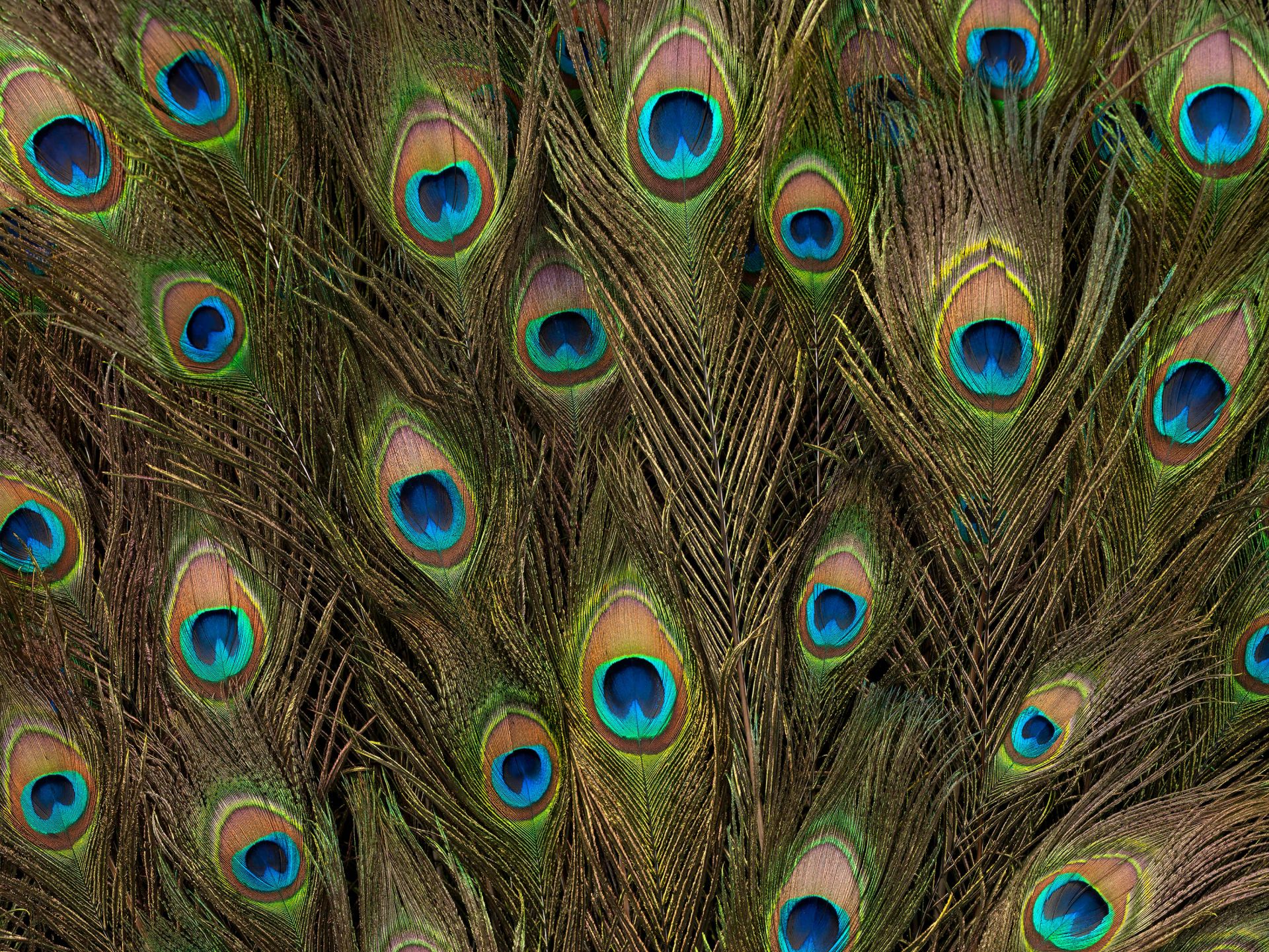 Peacock feather - Wallpaper