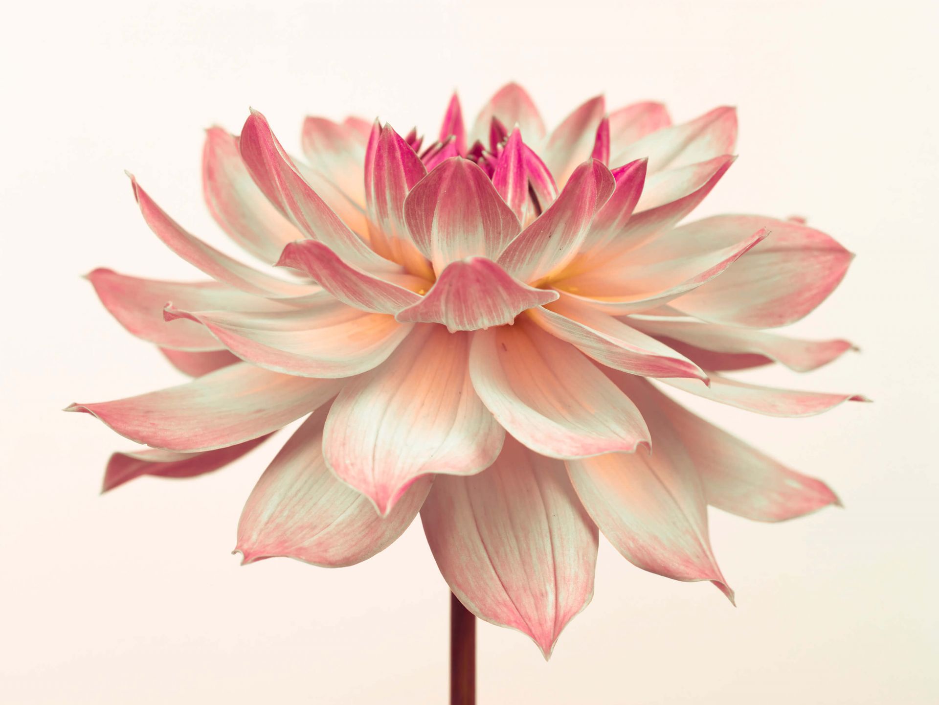 Dahlia flower