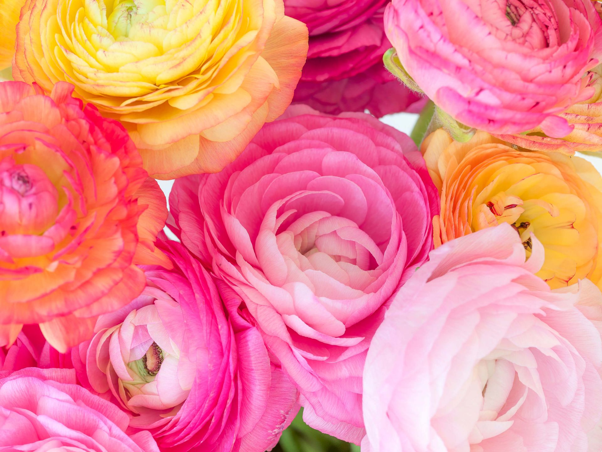 Wallpaper Mural - Ranunculus - Photo Wallpaper