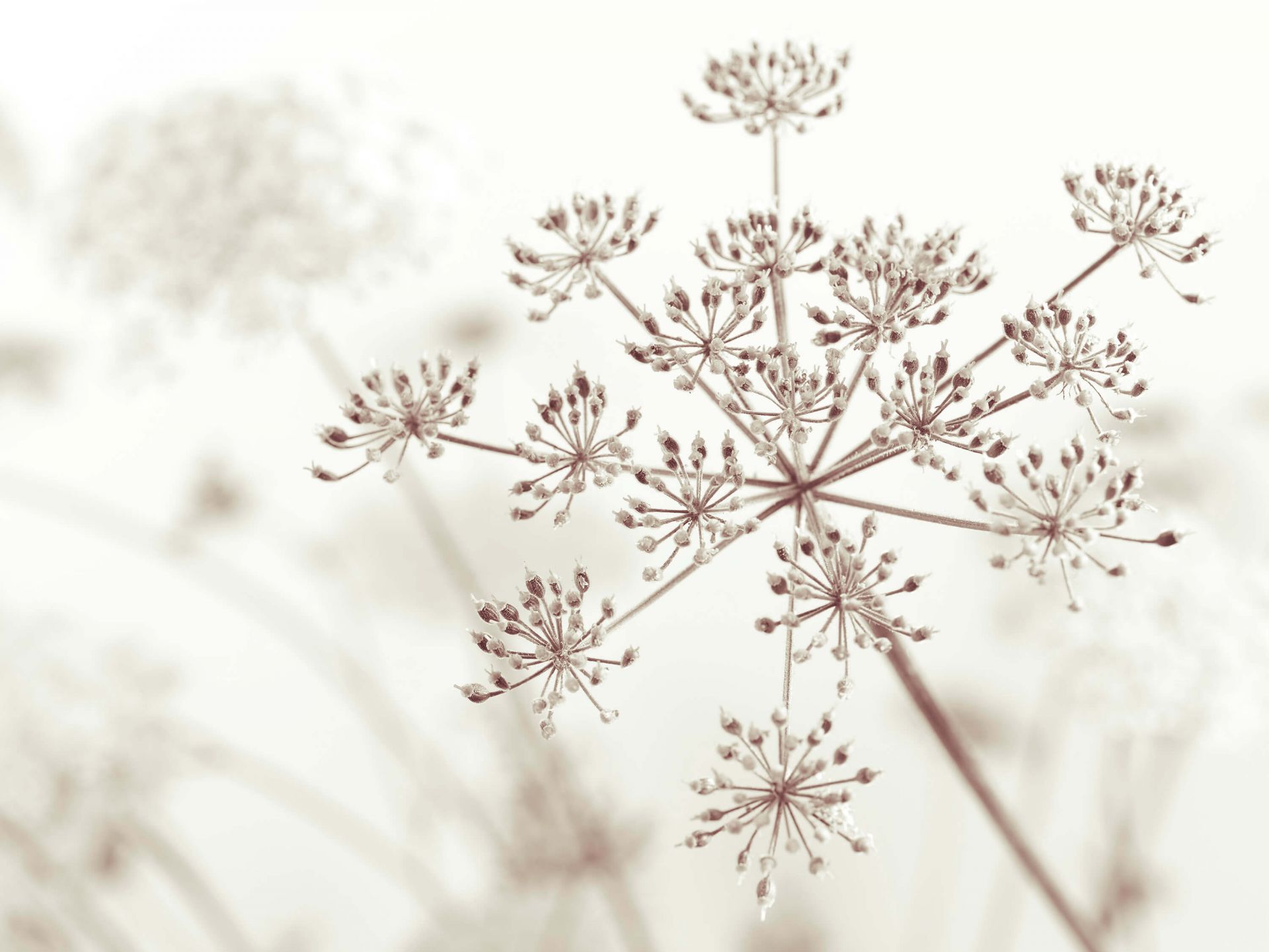 Close-up cow parsley Close-up cow parsley