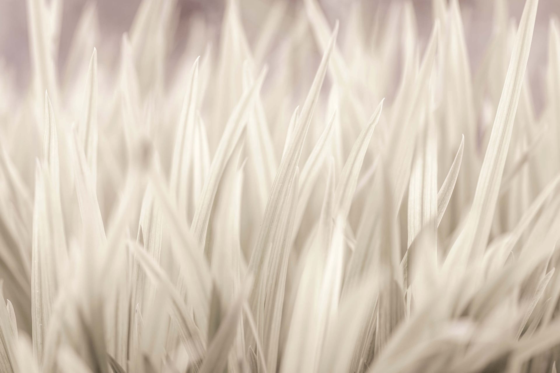 Close-up blades of grass