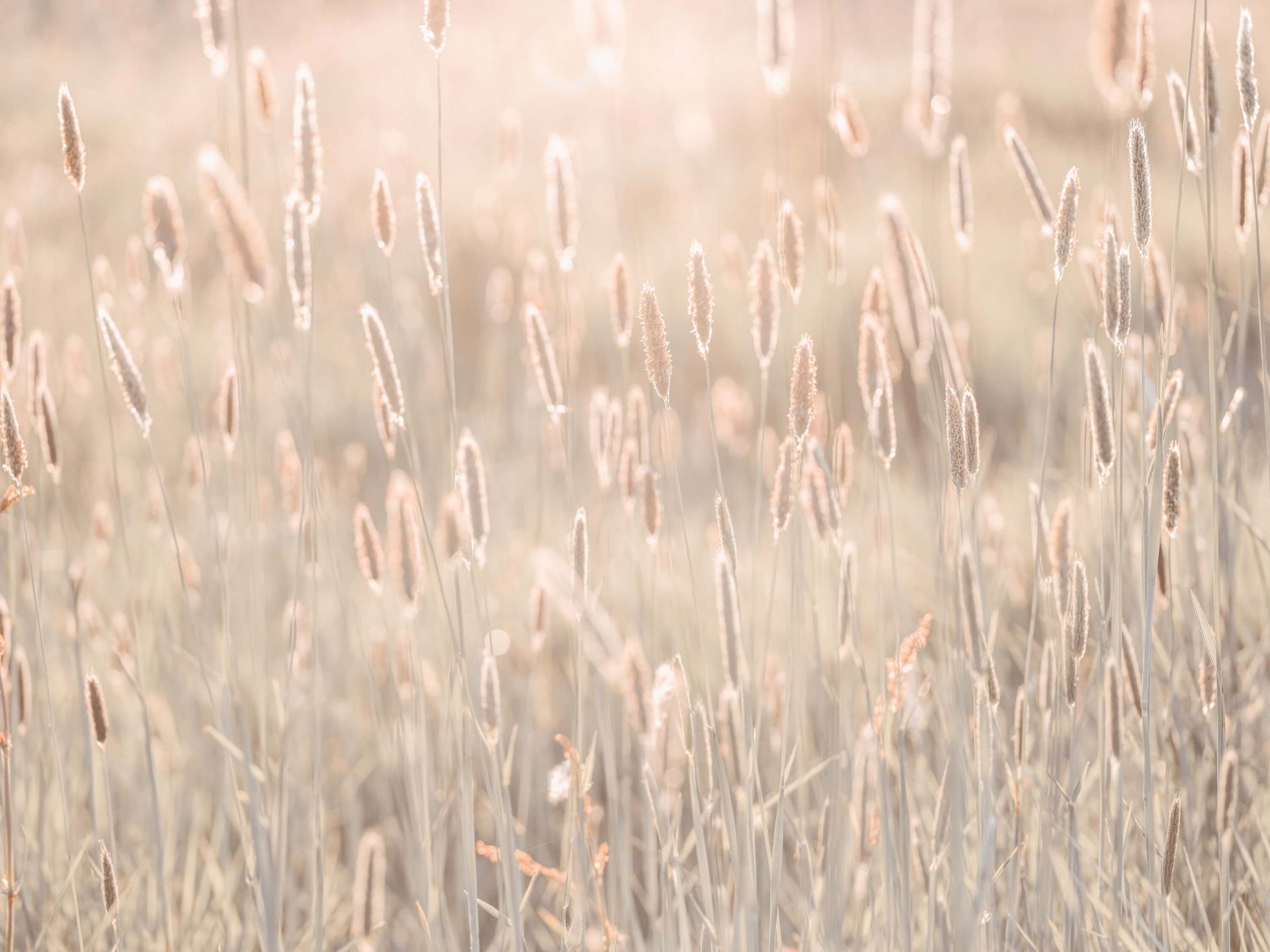 Meadow during the sunset