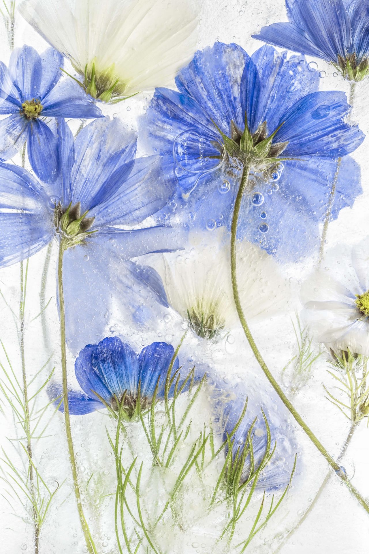 Cosmos&#x20;blue