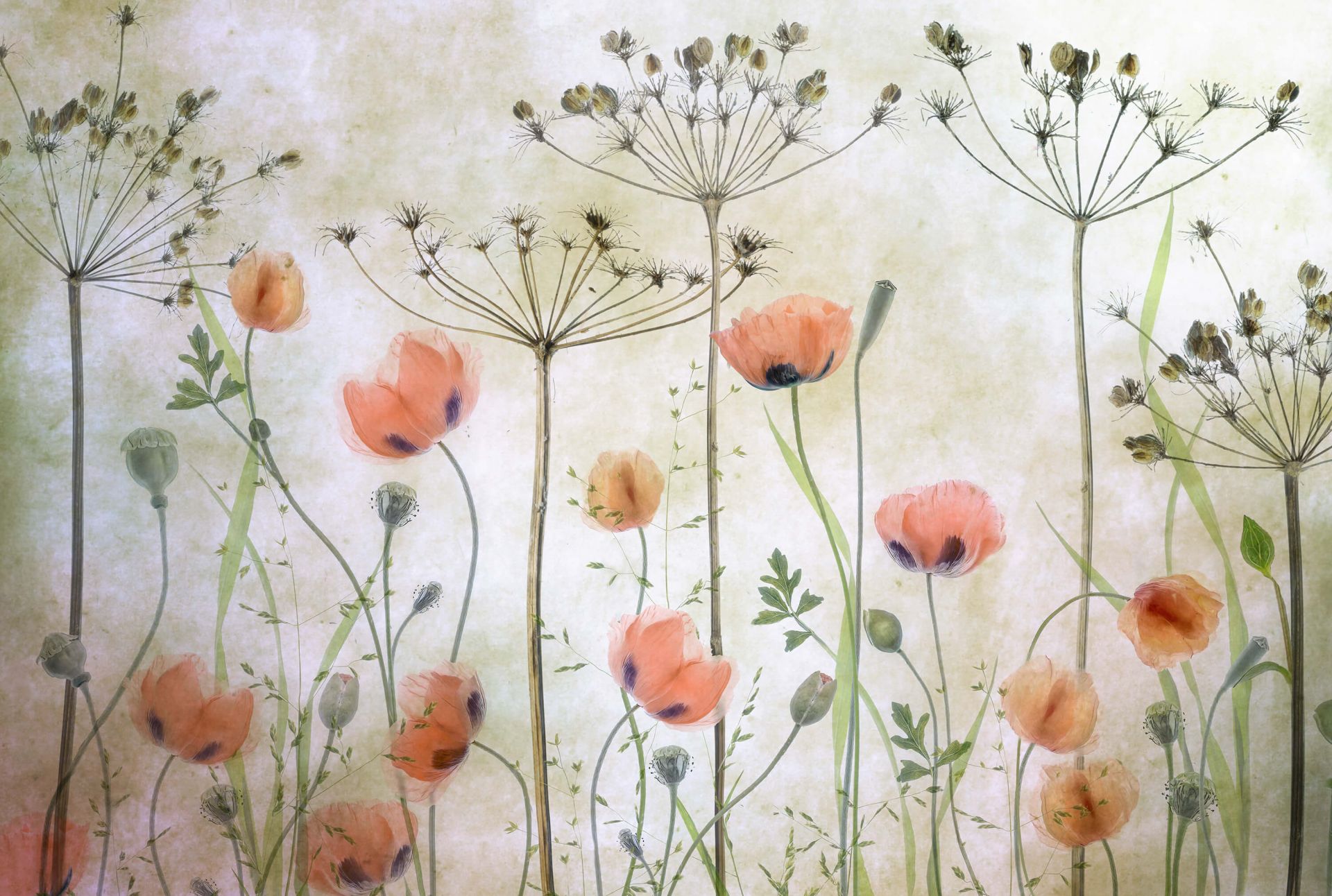 Poppy Meadow Poppy Meadow