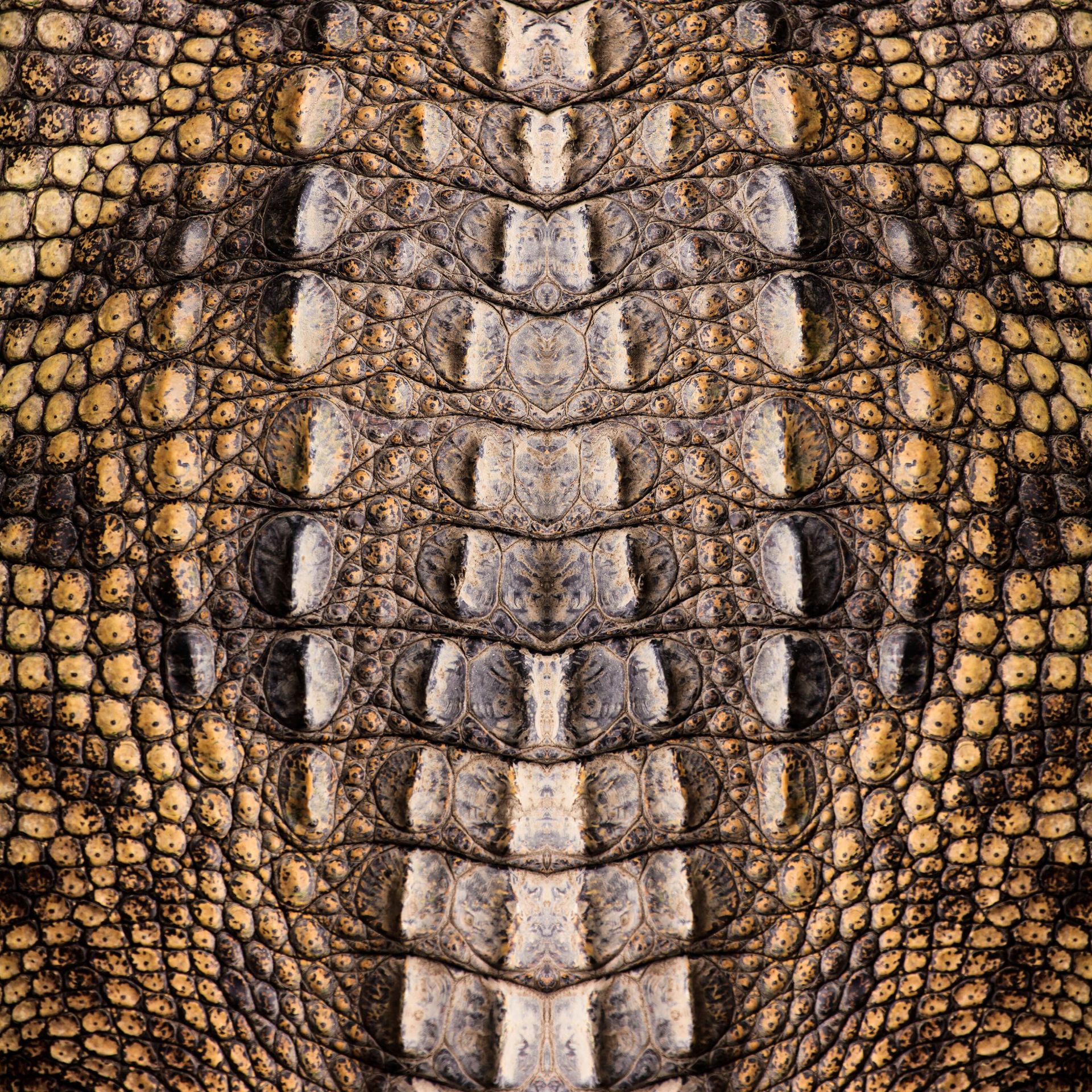 Crocodile Texture