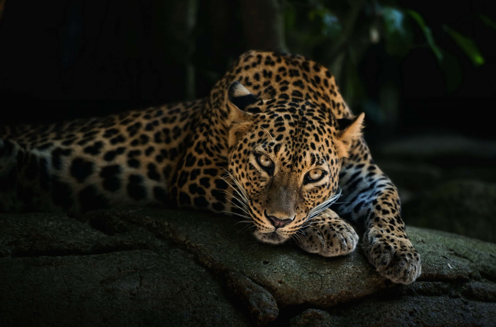 Panther in forest Panther in forest