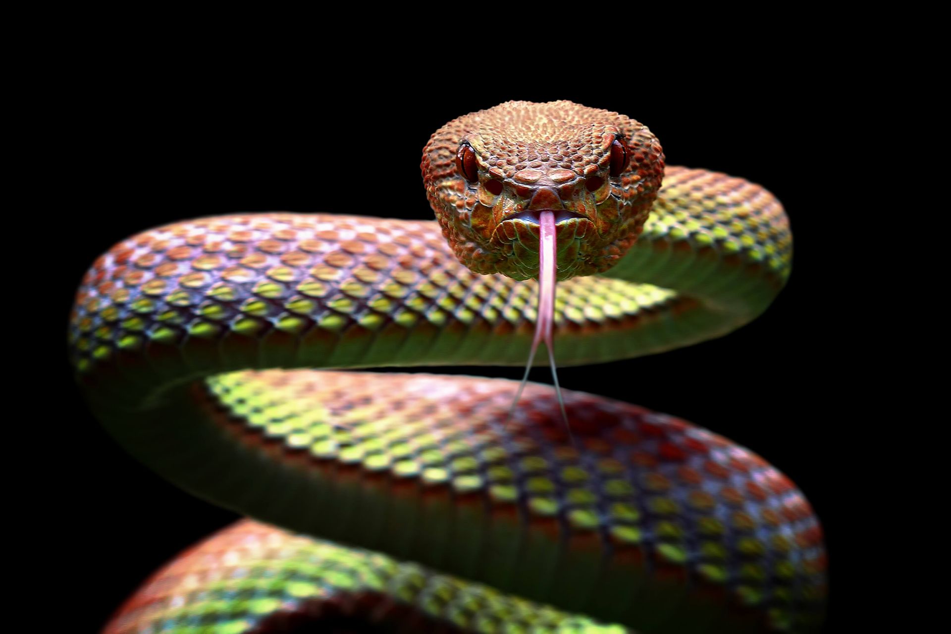 Viper snake - Wallpaper