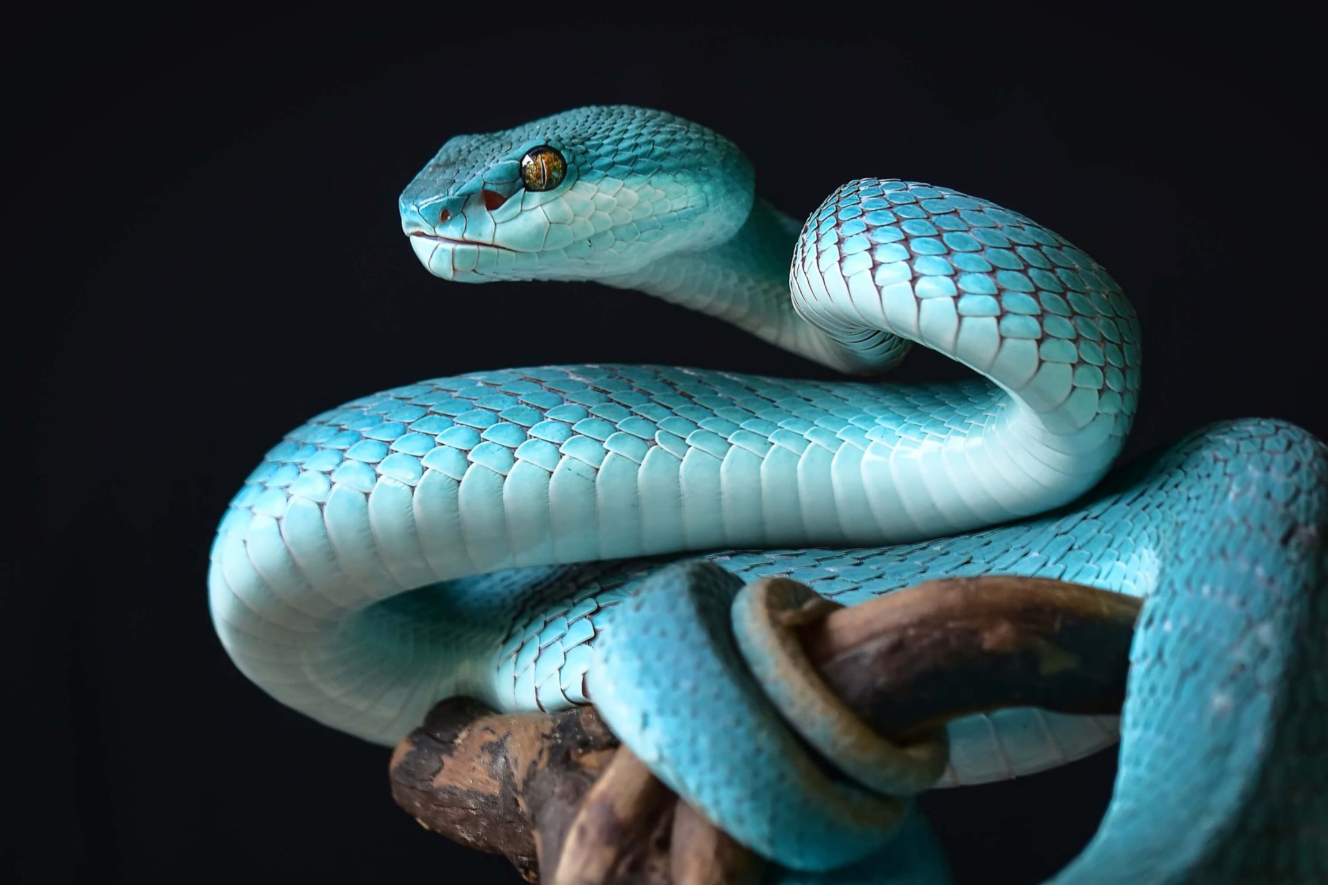 Blue Insular Snake - Wallpaper