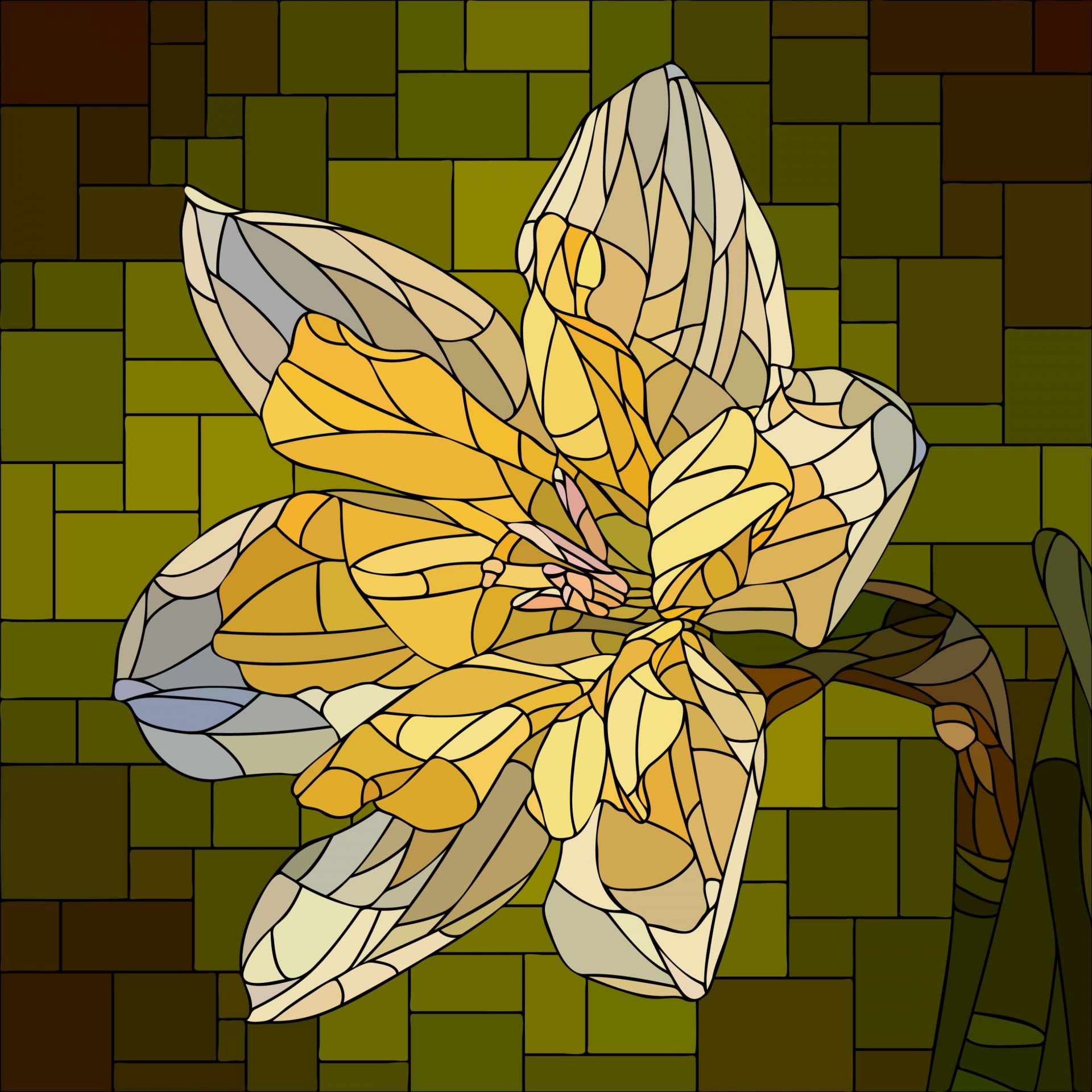 Daffodil in bloom