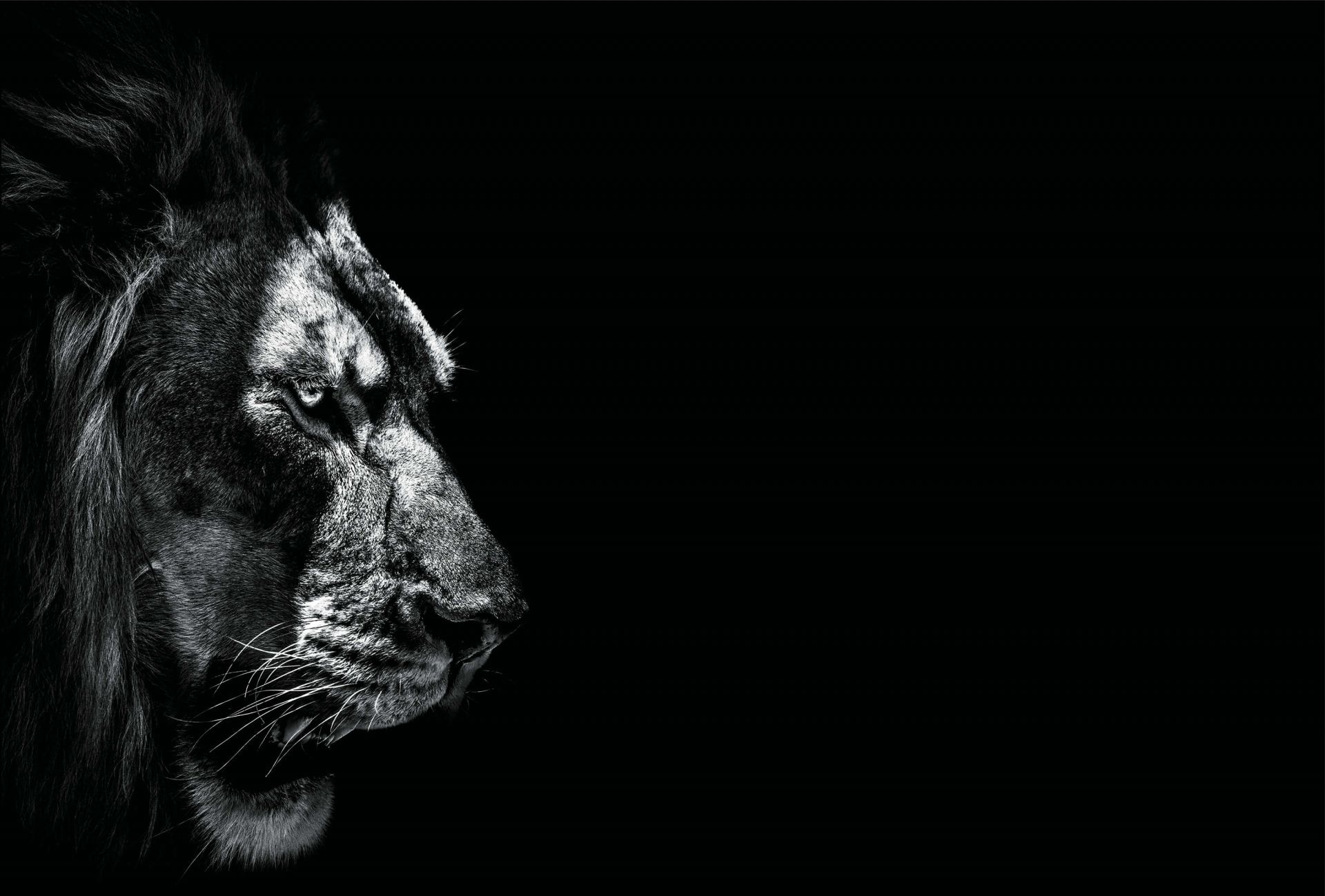 Dark Lion - Wallpaper