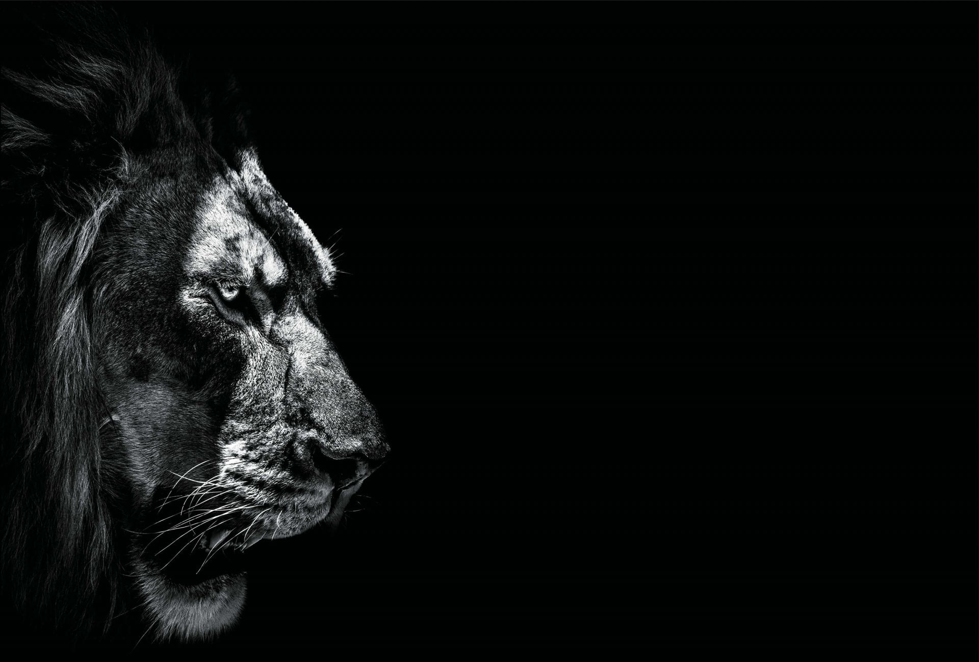 Dark Lion - Wallpaper Dark Lion - Wallpaper
