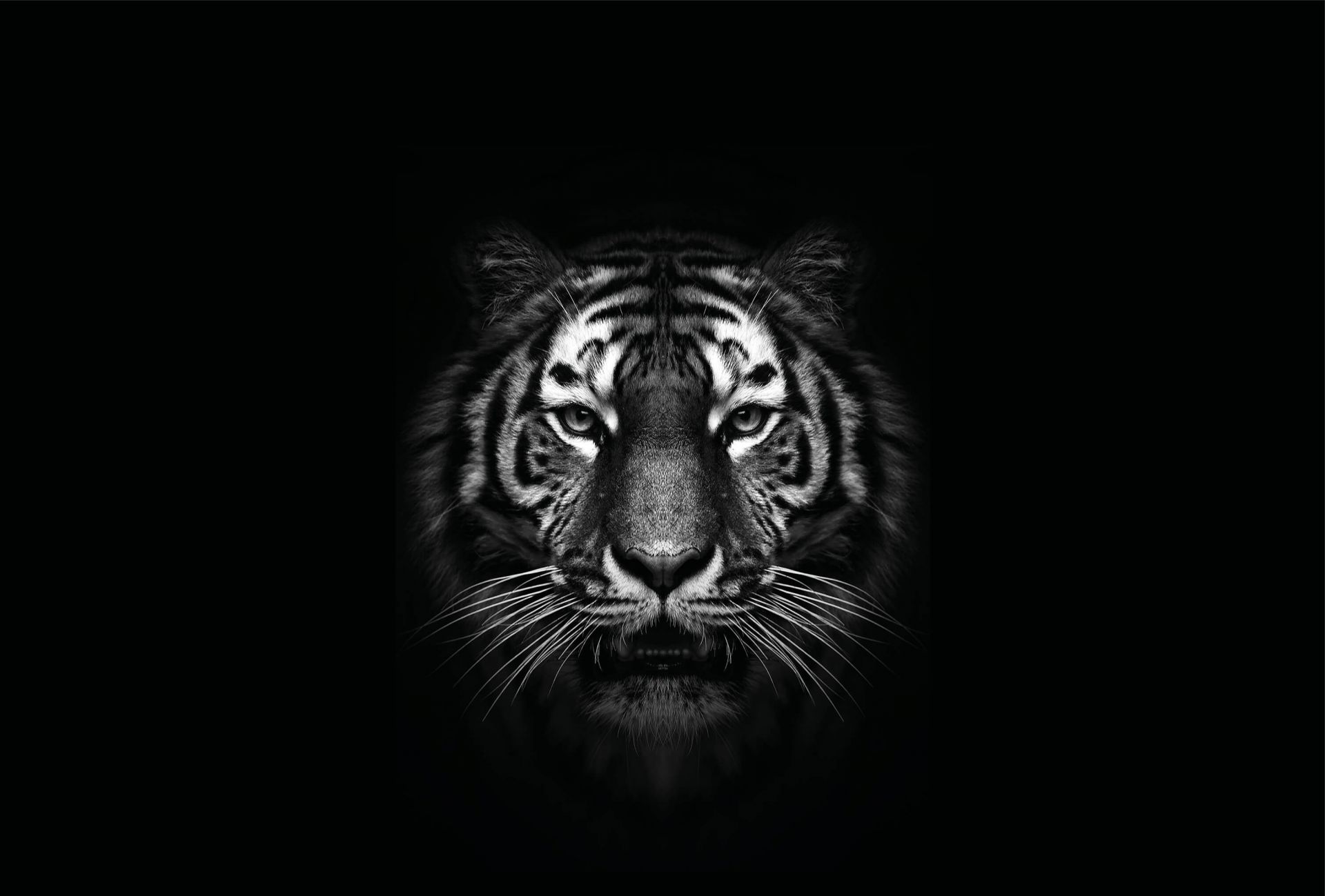 Dark Tiger - Photo Wallpaper