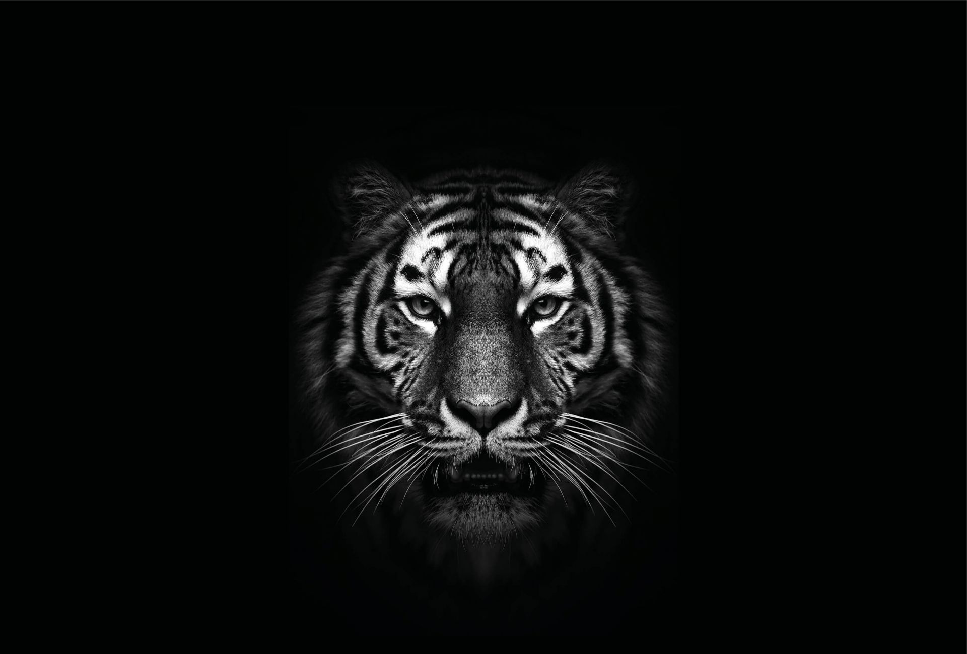 tiger wallpaper black and white hd