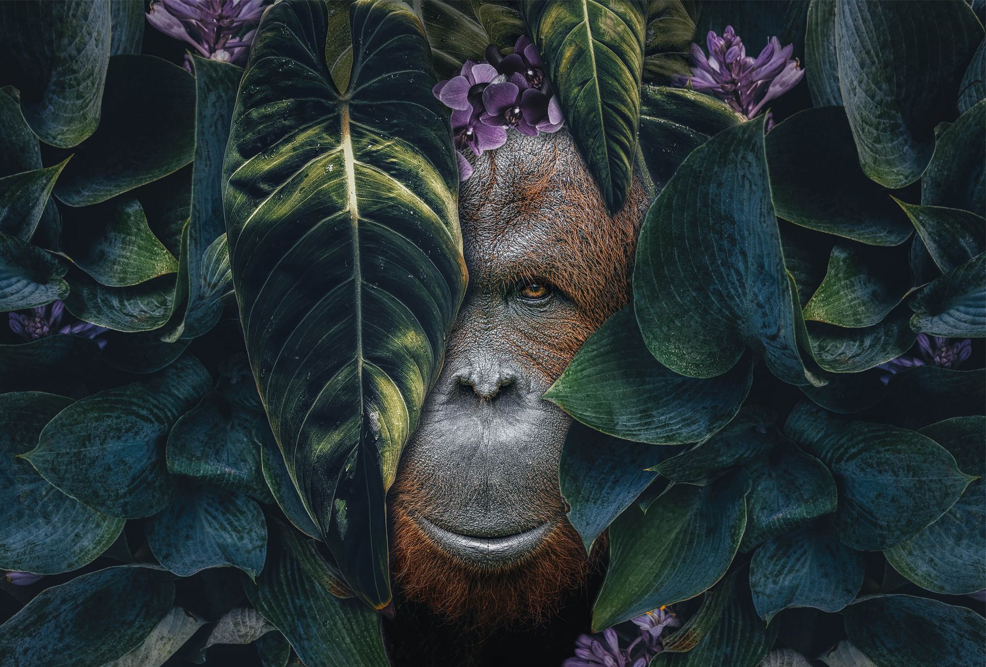 Download Giant Rainforest Dweller Orangutan Wallpaper  Wallpaperscom