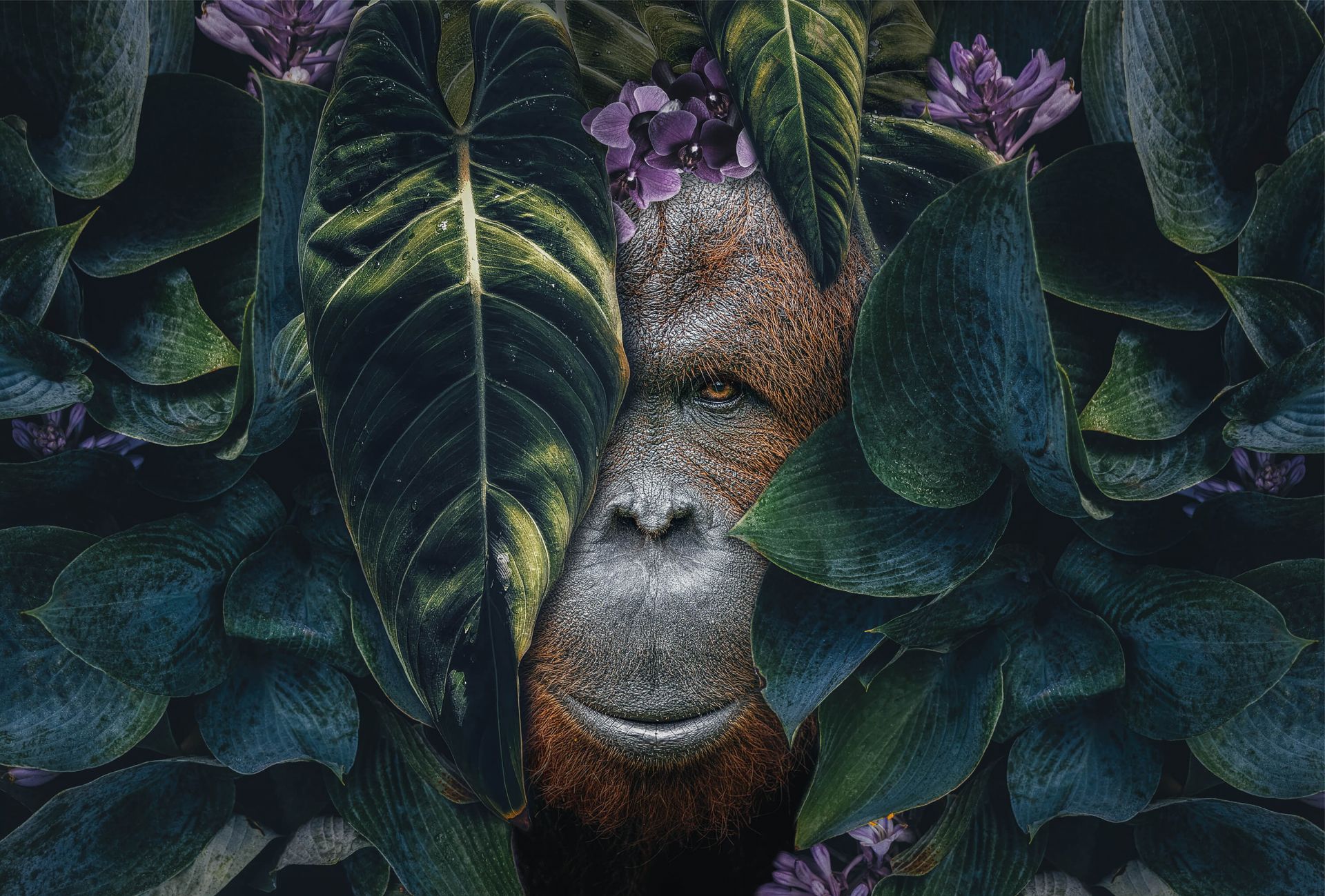 Update more than 67 orangutan wallpaper best - in.cdgdbentre