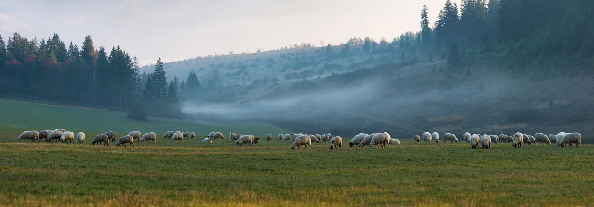 Flock of sheep with foggy landscape