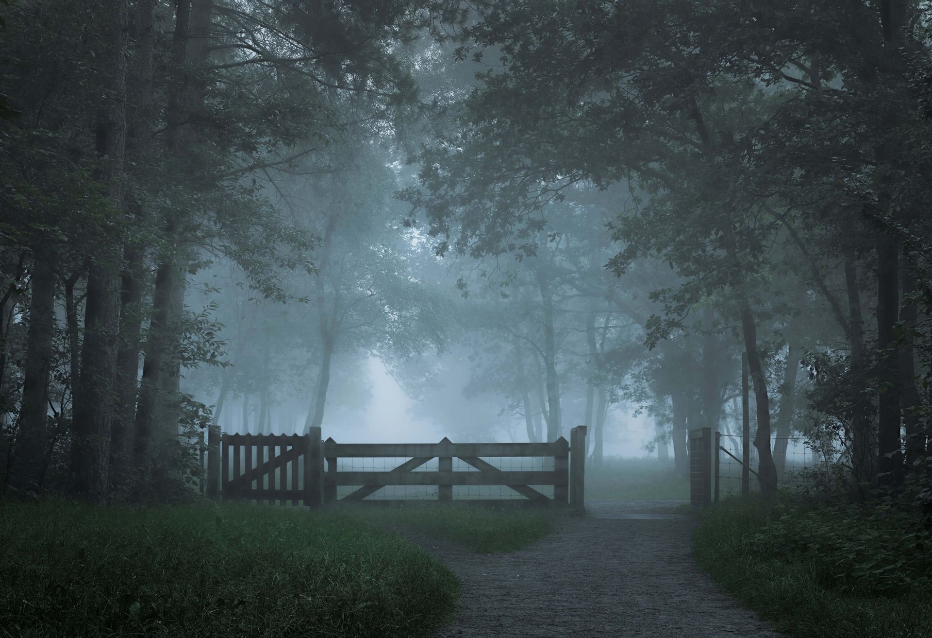 Misty forest path - Wallpaper