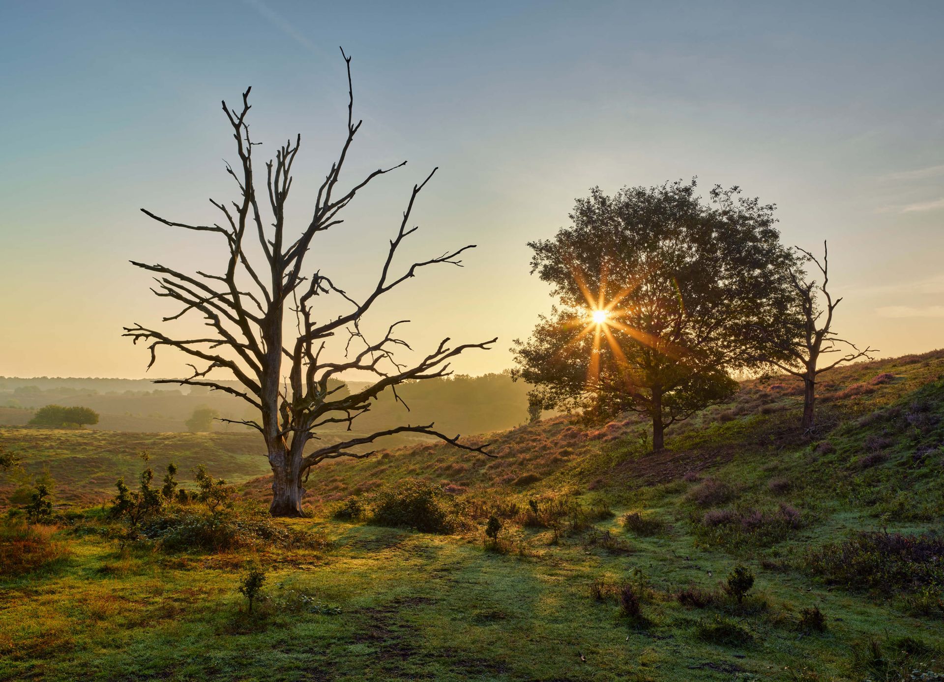 Rising sun on the heath
